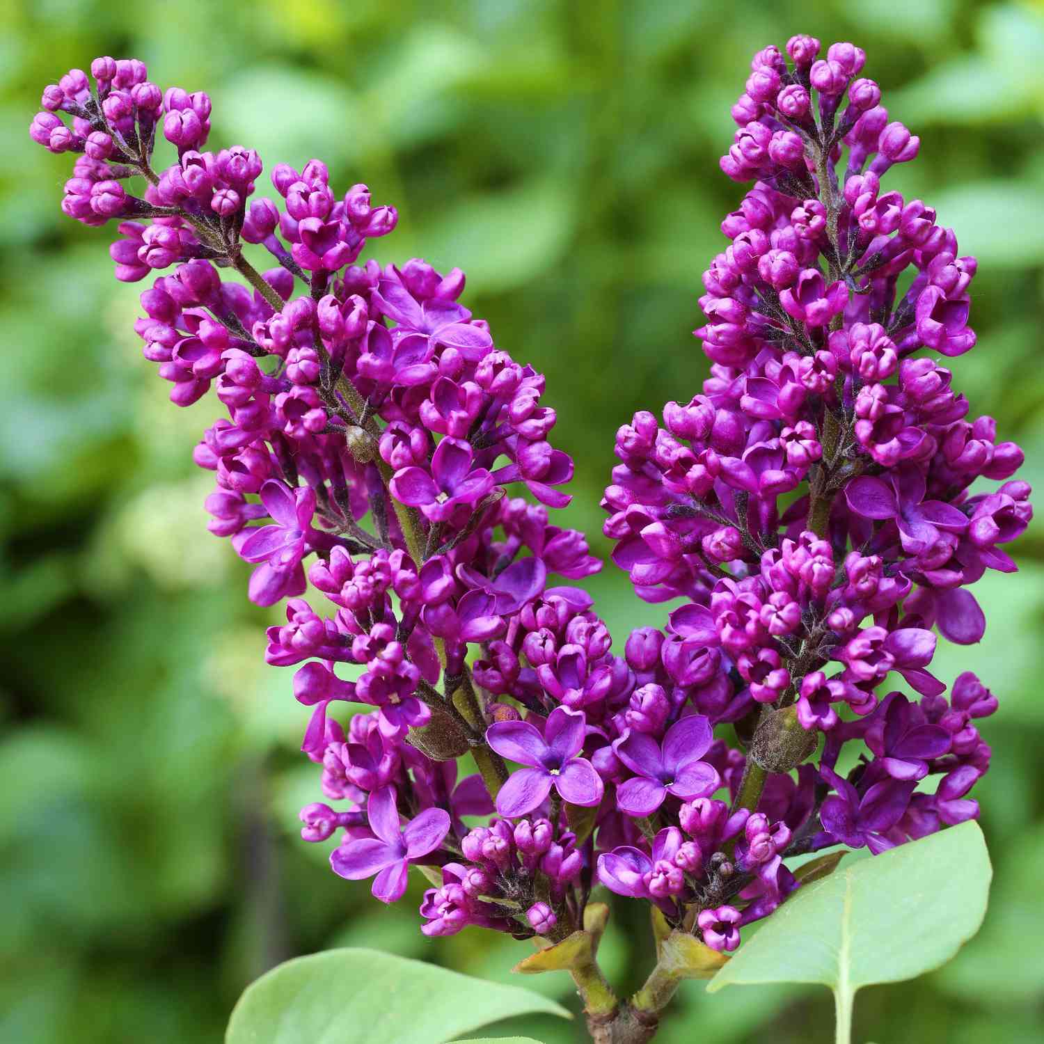 Kategorie <b>Produkt ohne Kategoriezuordnung </b> - Edelflieder 'Andenken an Ludwig Späth' - Ein Klassiker 3 - 5 Liter Container, 40 - 60 cm Liefergröße: 40 - 60 cm - Syringa vulgaris 'Andenken an Ludwig Späth'