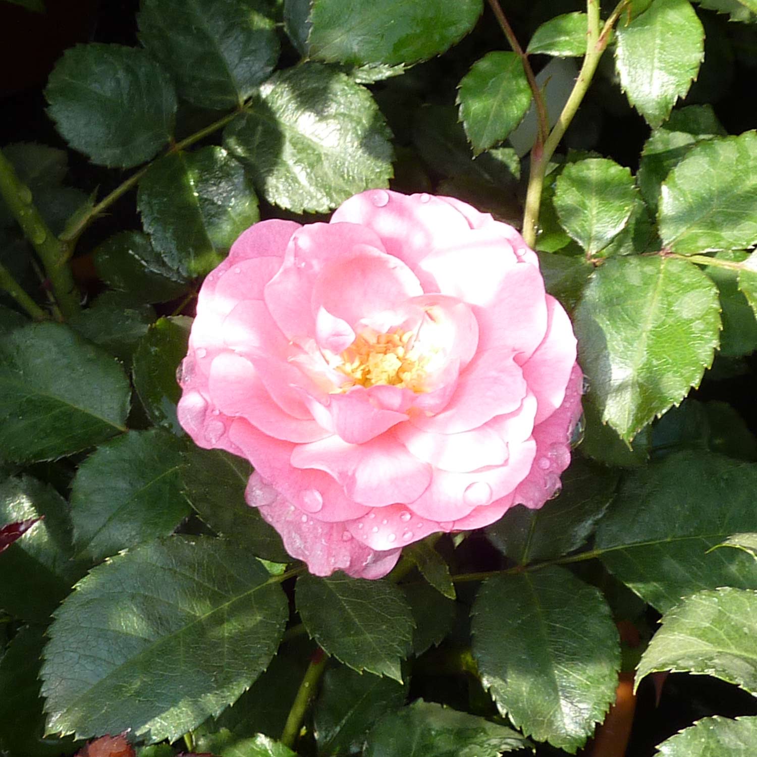 Bodendeckerrose 'Mirato®' - ADR-Rose, Wurzelnackte Pflanze, A-Qualität, 3 starke Triebe Liefergröße: mind. 3 starke Triebe