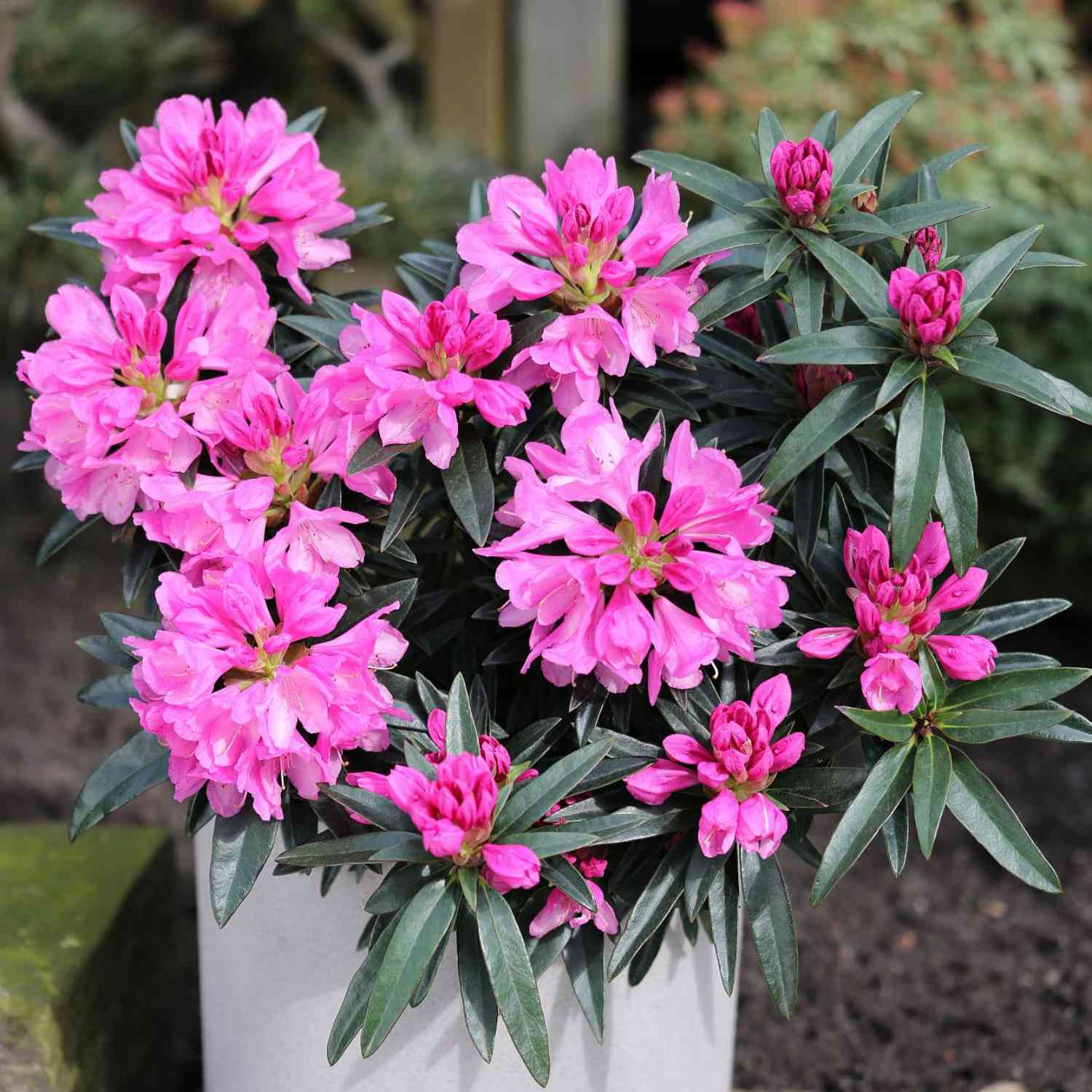 Wild-Rhododendron 'Graziella'
