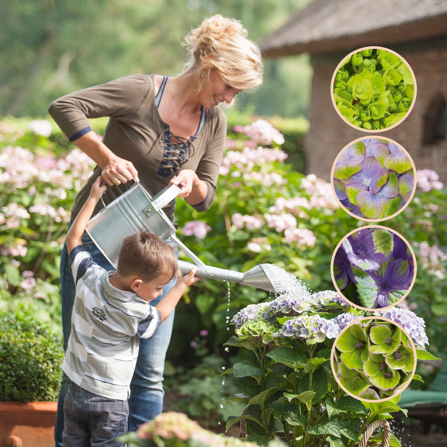 4-Jahreszeiten-Hortensie 'Magical® Amethyst Blau'