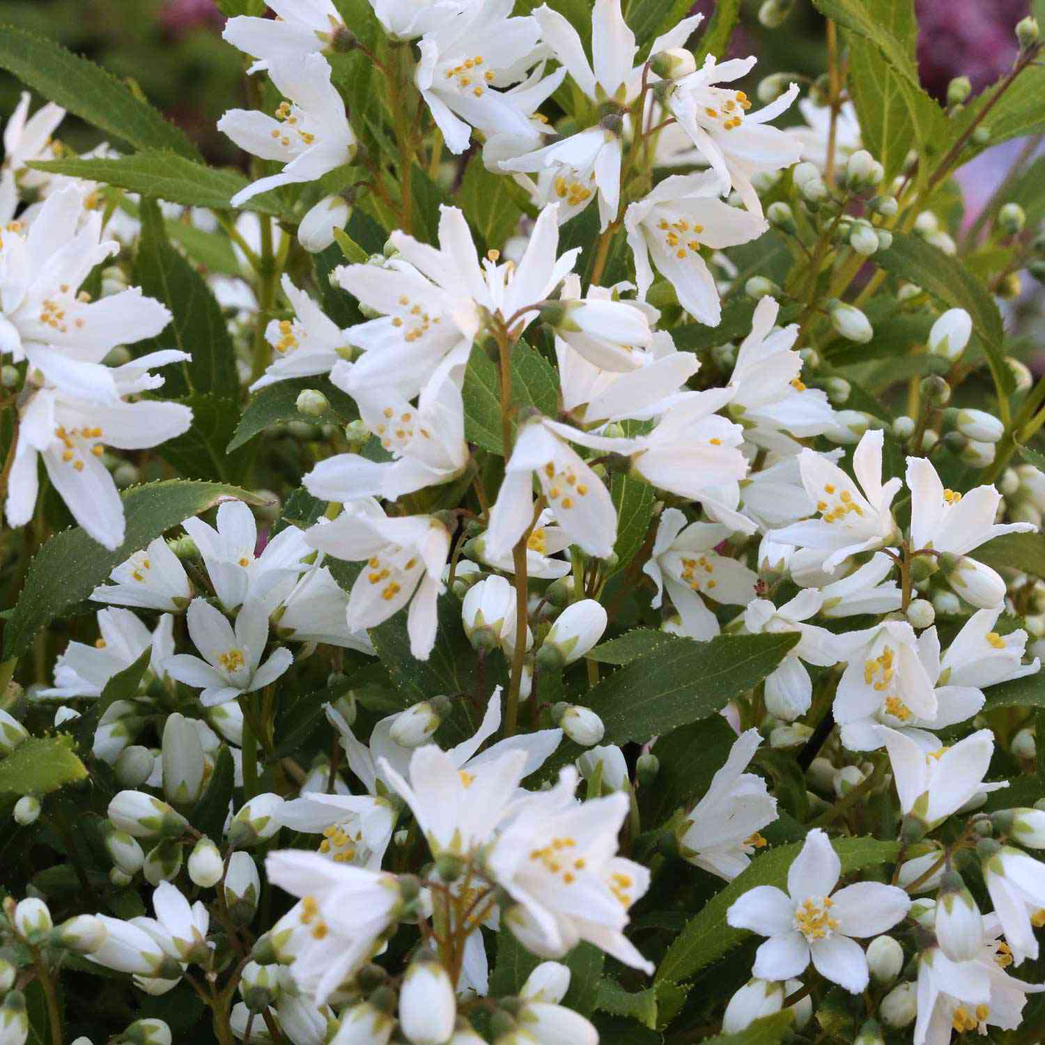 Maiblumenstrauch 'Yuki Snowflake®'
