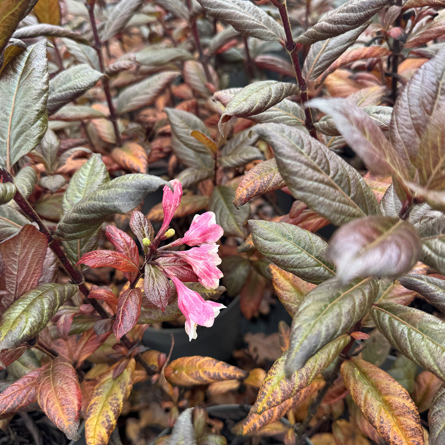 Weigelie 'Vintage Love'®