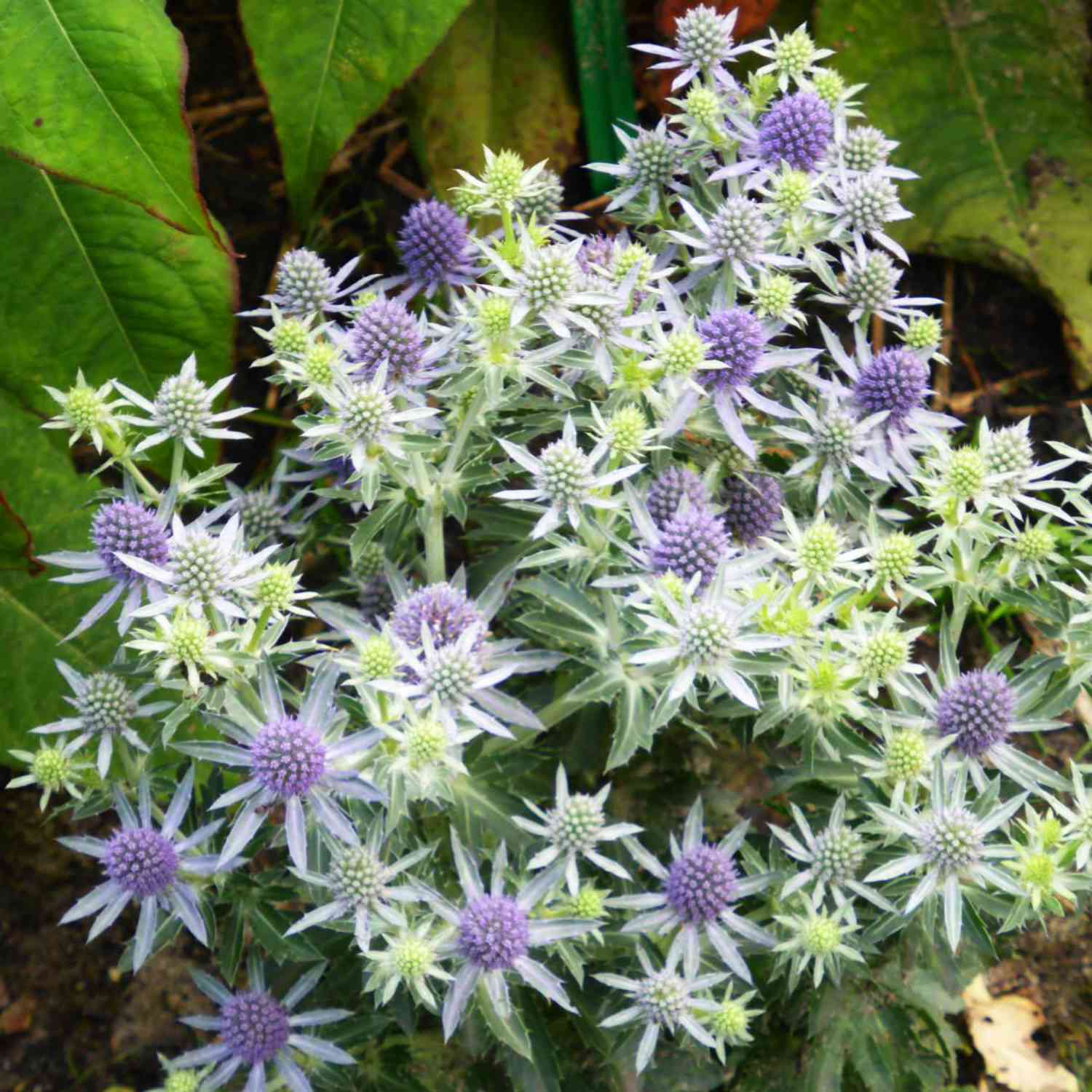 Flachblatt-Mannstreu / Edeldistel