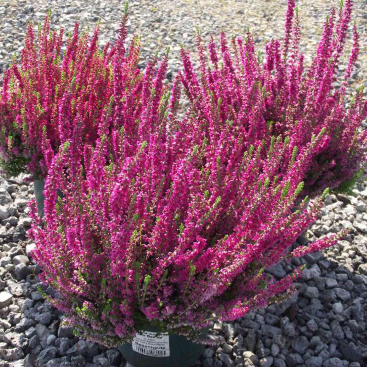 Sommerheide 'Dark Beauty®'