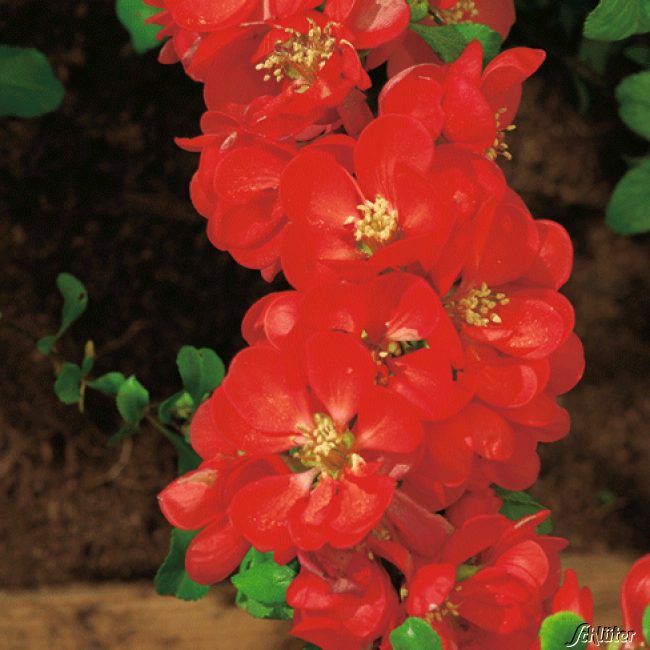 Nordische Zitrone / Strauchquitte 'Cido Red' essbar C3 60 - 80 cm Liefergröße: 60 - 80 cm
