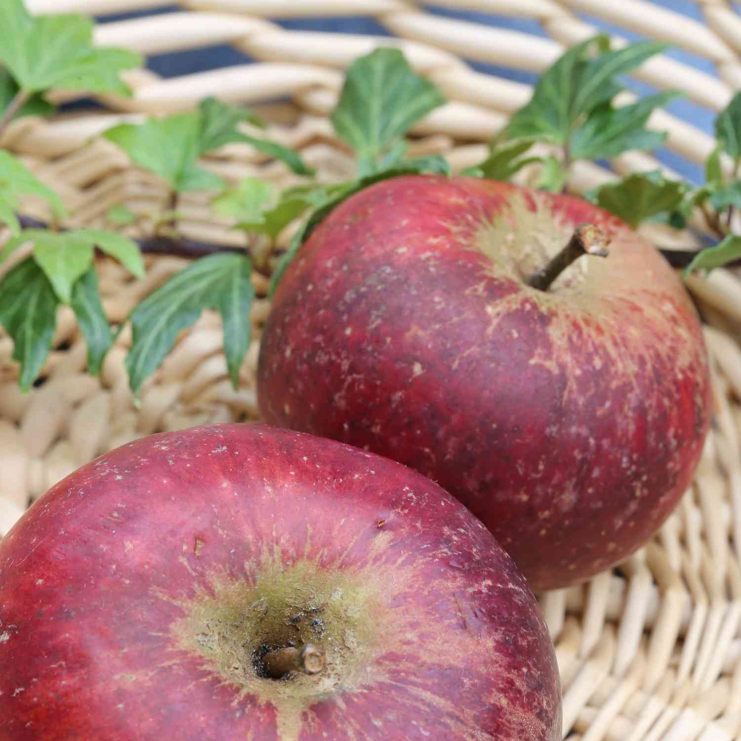 Apfel 'Ingrid Marie'
