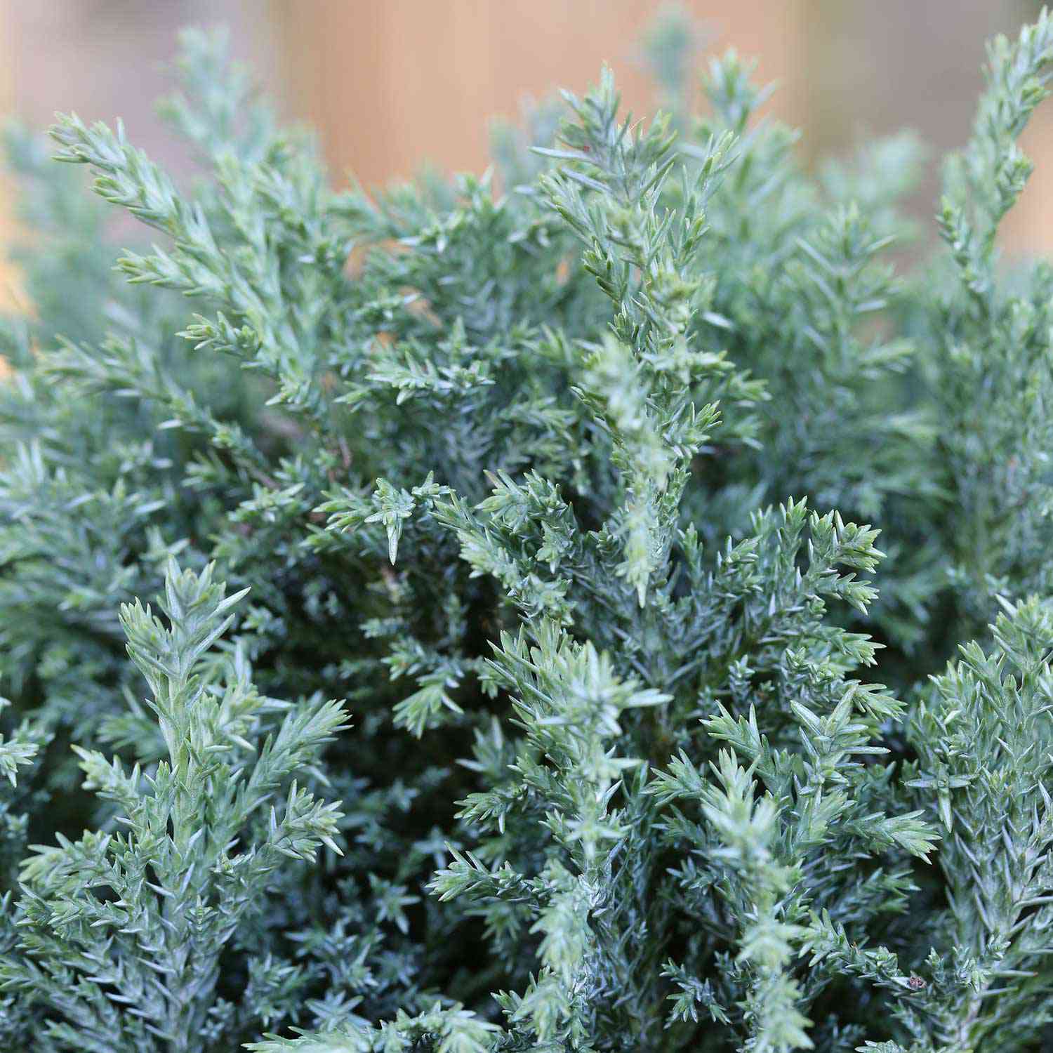 Säulenzypresse 'Ellwoodii' Säulenzypresse 'Ellwoodii'