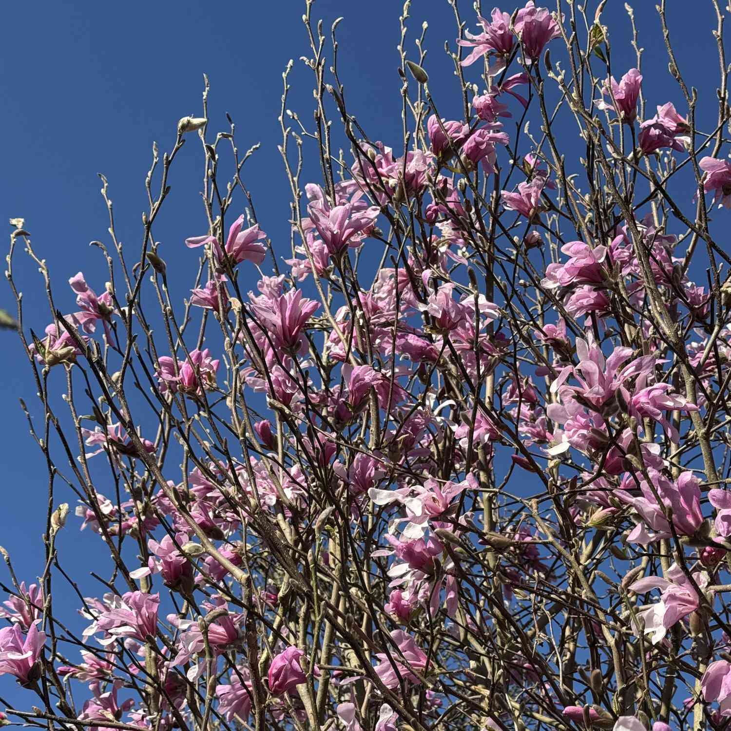 Sternmagnolie 'George Henry Kern'
