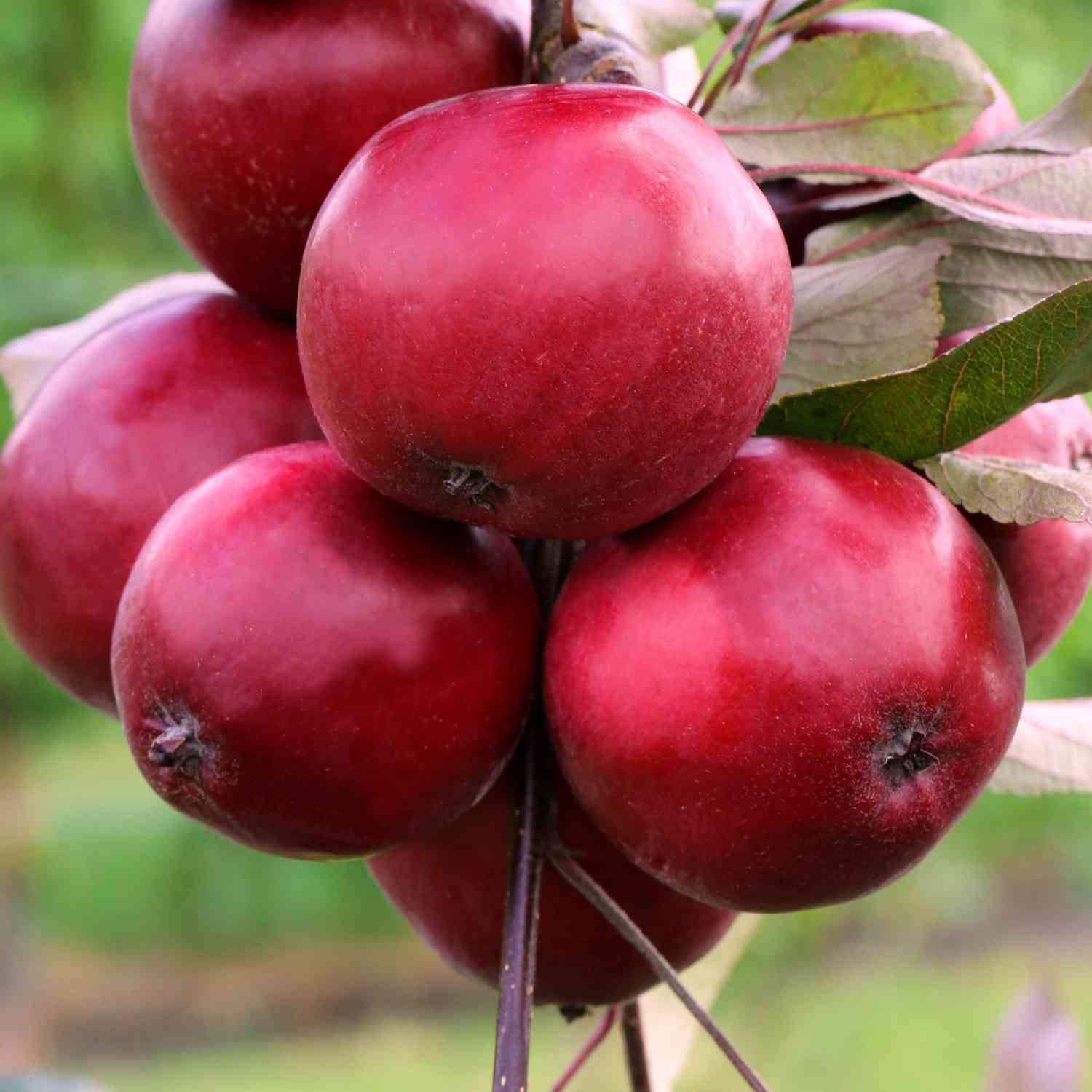 Apfel 'Redlove® Odysso®