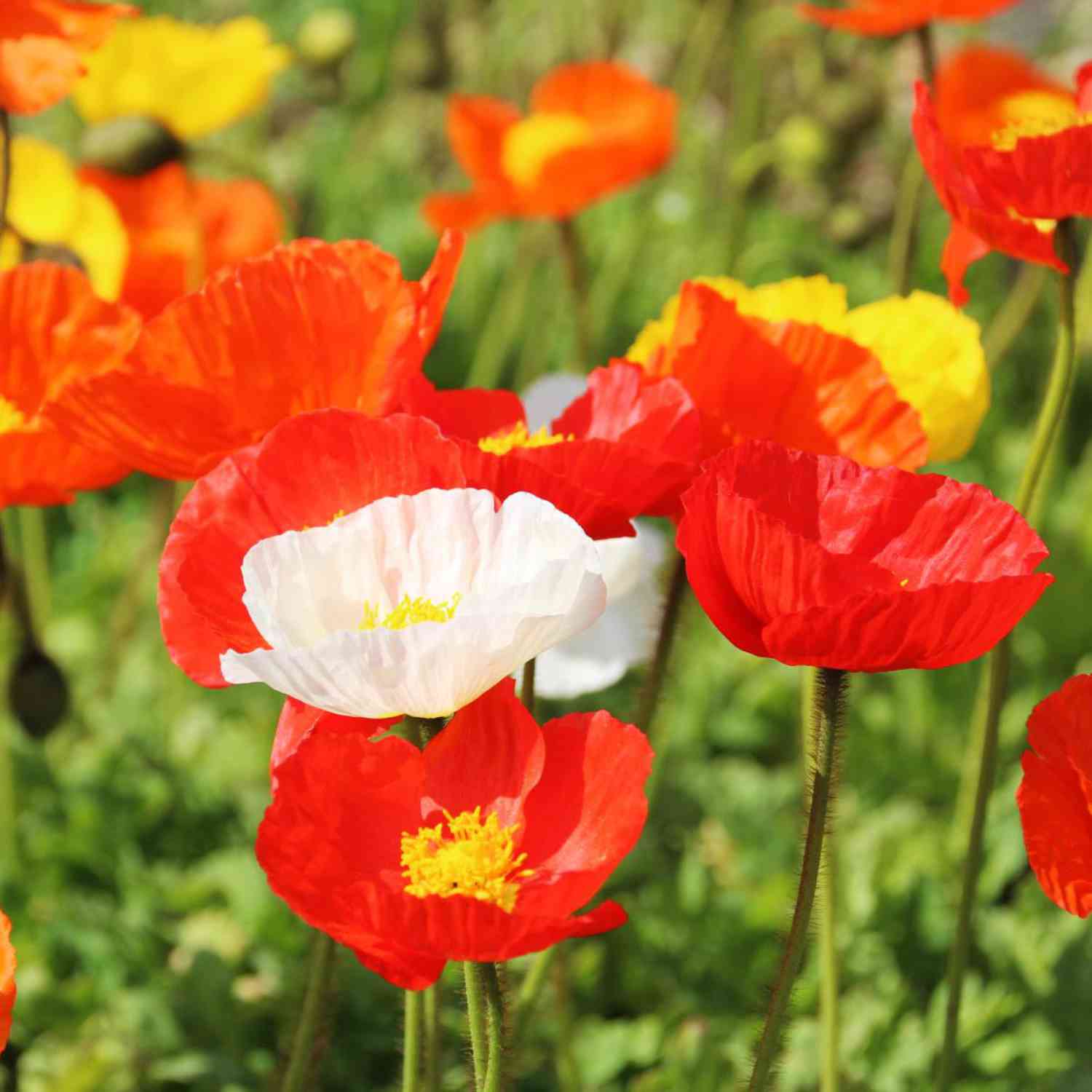 Islandmohn 'Gartenzwerg' Islandmohn 'Gartenzwerg'