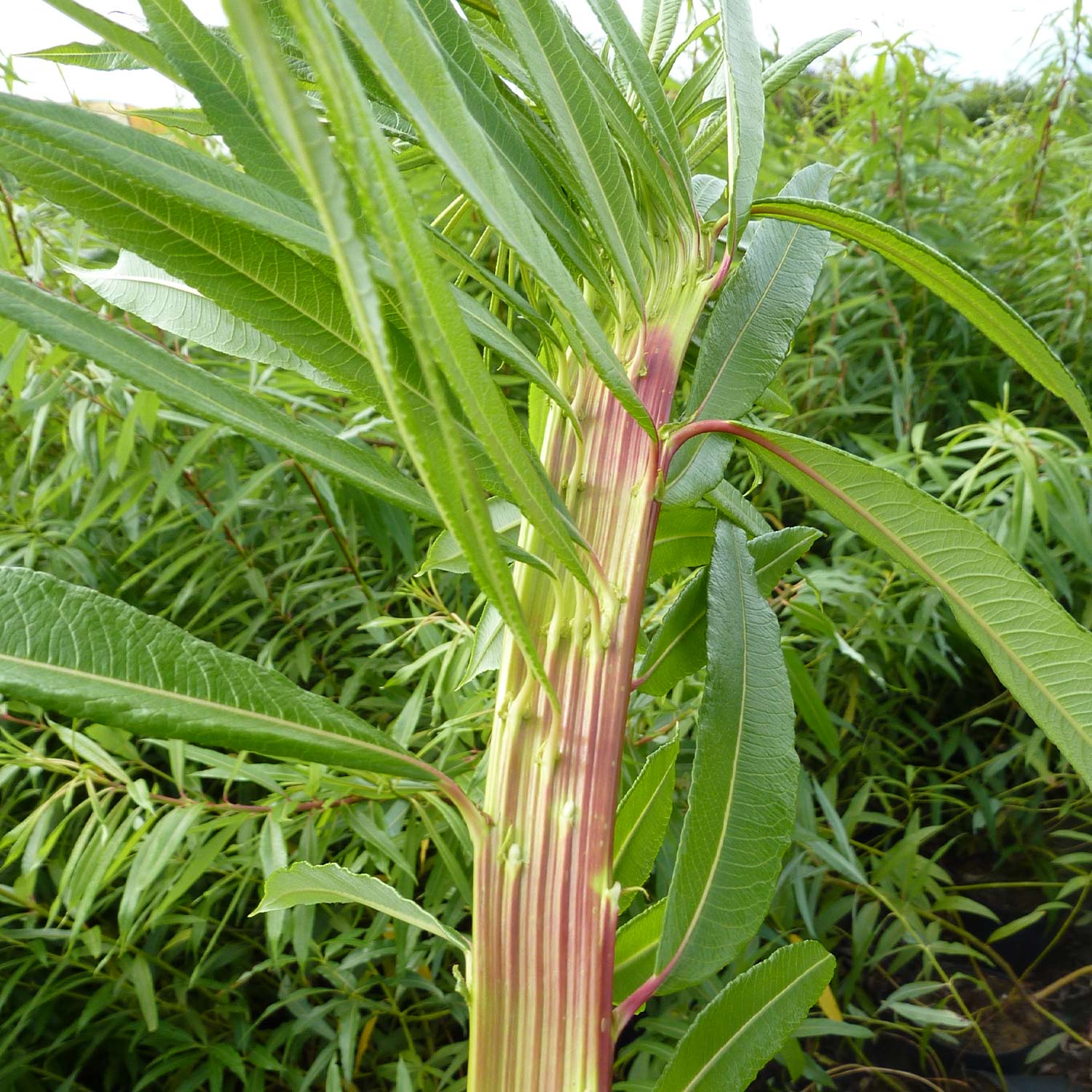 Kategorie <b>Produkt nicht gewünscht </b> - Drachenweide 'Sekka' Liefergröße: 60-100 cm hoch - Salix sachalinesis 'Sekka'
