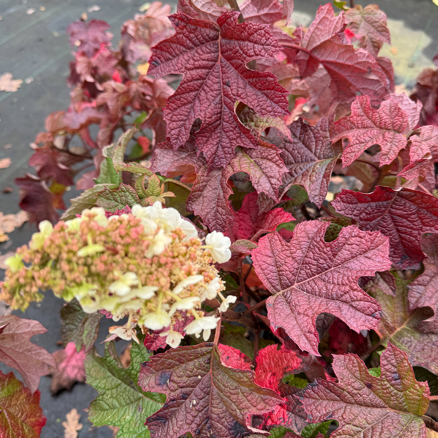 Eichenblättrige Hortensie 'Ruby Slippers'