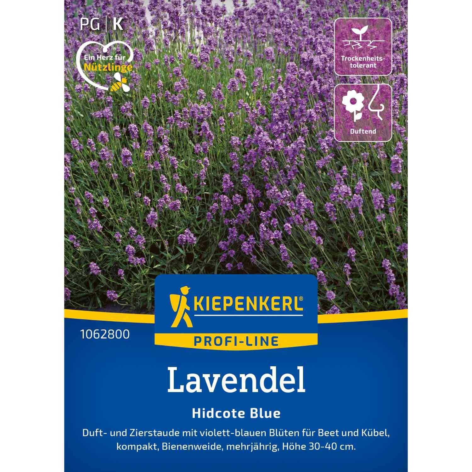 Kategorie <b>Produkt nicht gewünscht </b> - Duft-Lavendel 'Hidcote Blue Strain' Lieferform: Portionssaatgut - Lavendula angustifolia
