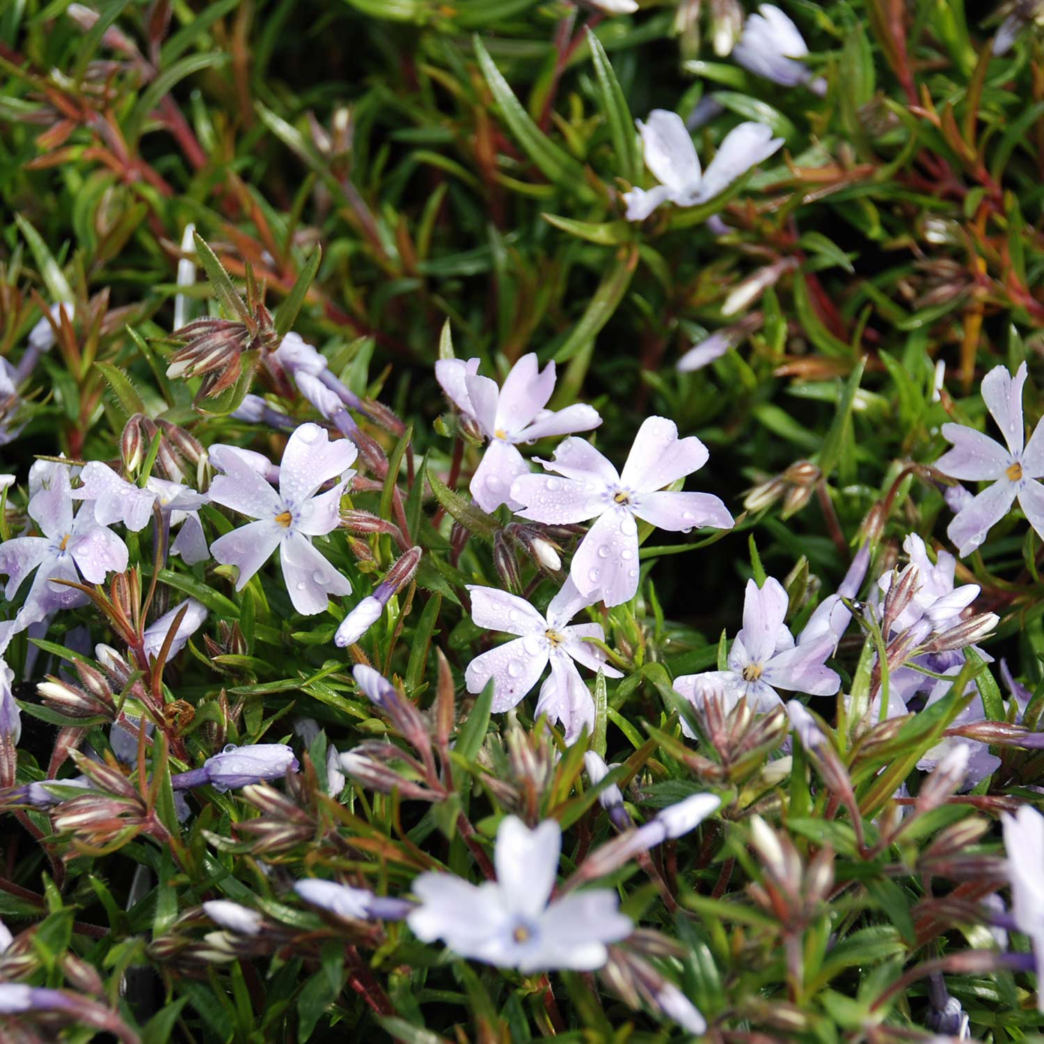 Blauer Polsterphlox Lieferform: Im 9 cm Topf