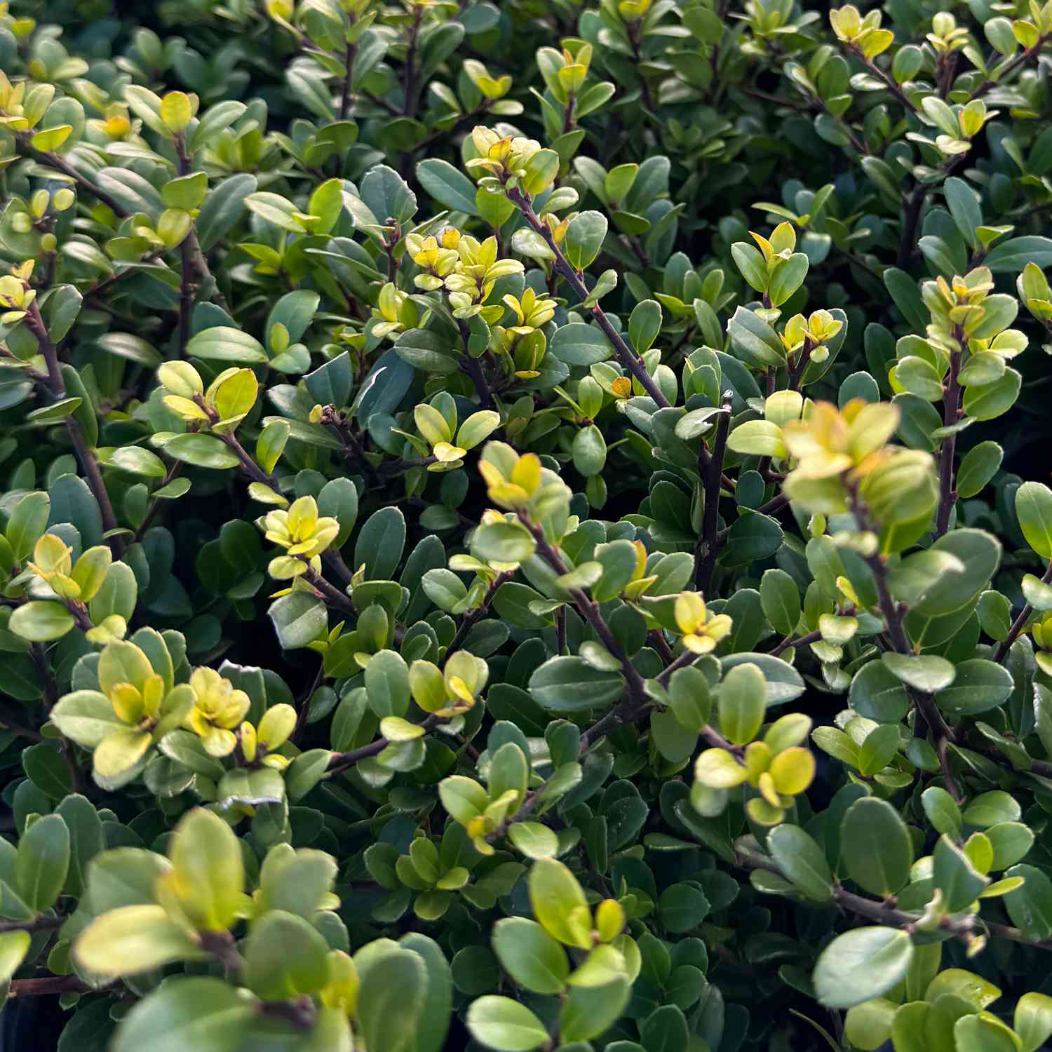 Ilex 'Dark Green®'