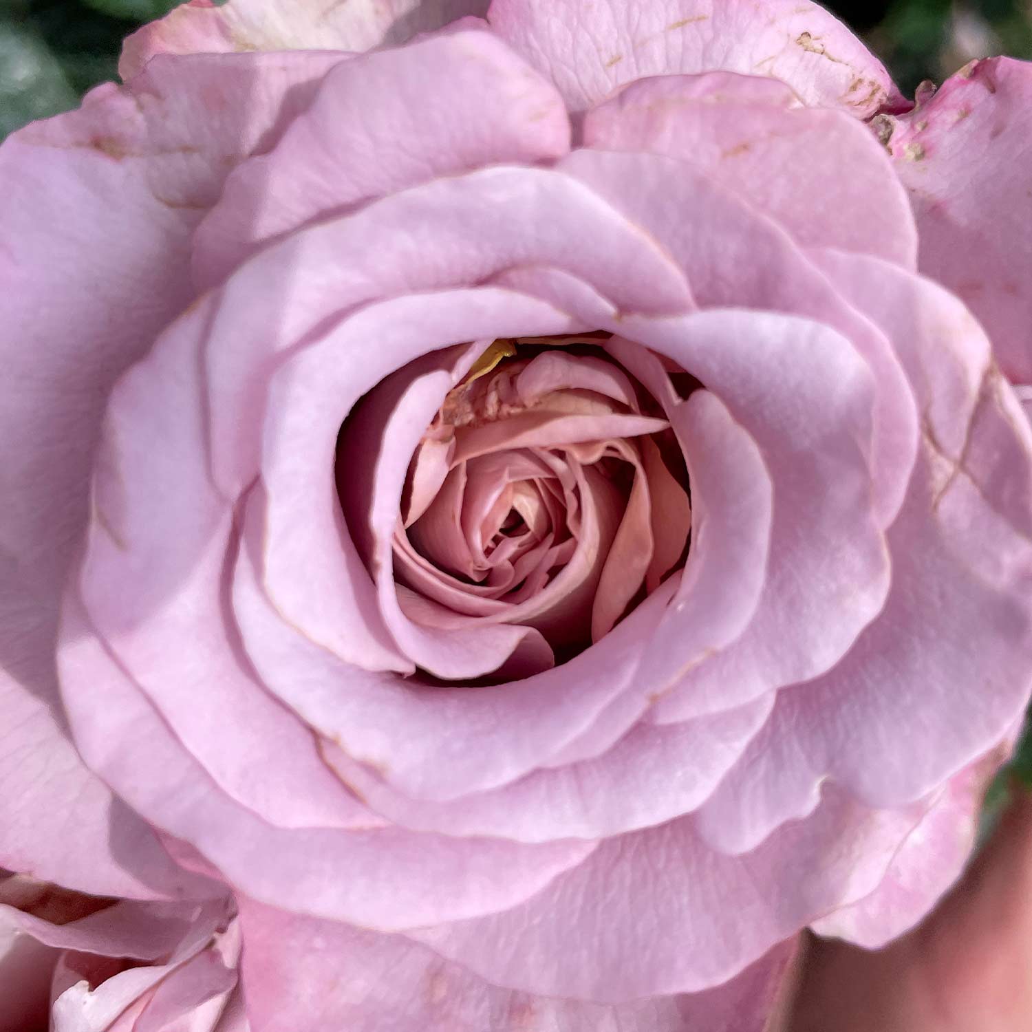 Edelrose 'Blue Girl' Wurzelnackte Pflanze Lieferform: wurzelnackte Pflanze in A-Qualität, mindestens 3 Triebe