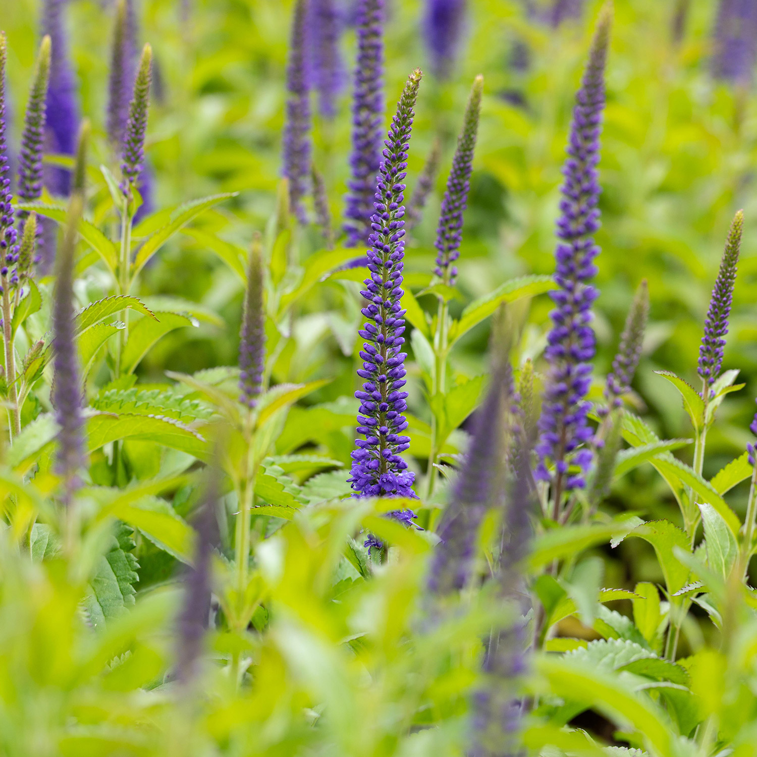 Kategorie <b>Stauden </b> - Ehrenpreis 'Blauriesin' - Wiesenehrenpreis Lieferform: Im 9 cm Topf - Veronica longifolia