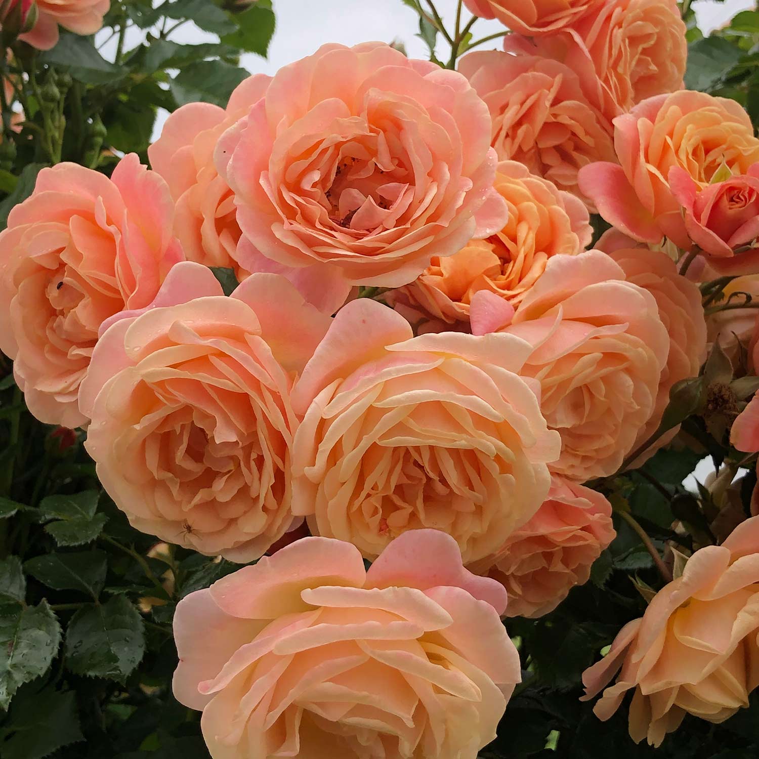 Kletterrose 'Peach Melba®' Wz, 2 - 3 Triebe Lieferform: wurzelnackte Pflanze in A-Qualität, mindestens 2 Triebe