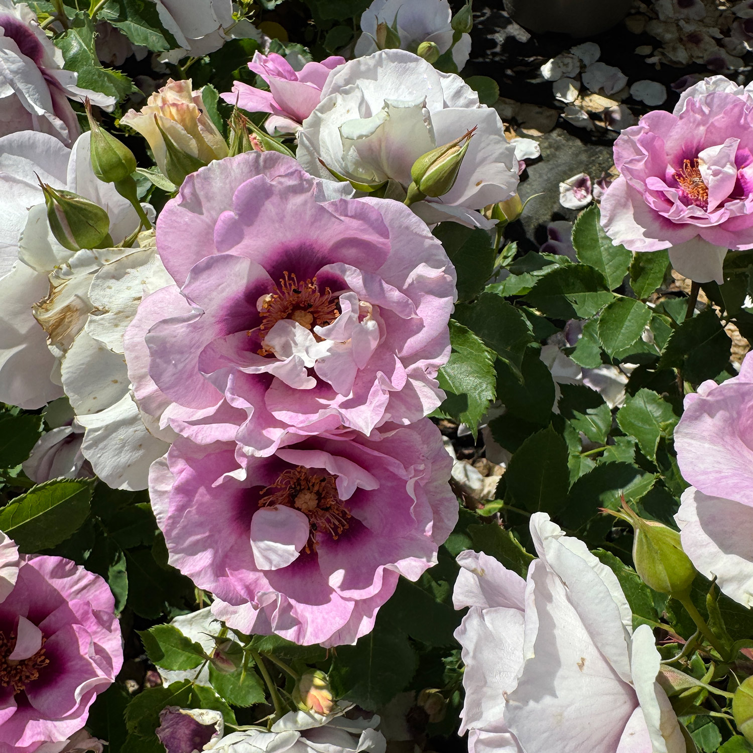 Persische Rose 'Eyes for You®'