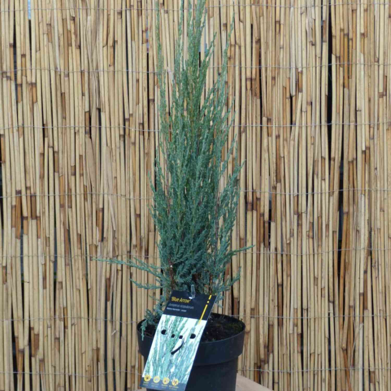 Raketenwacholder 'Blue Arrow' Raketenwacholder 'Blue Arrow'