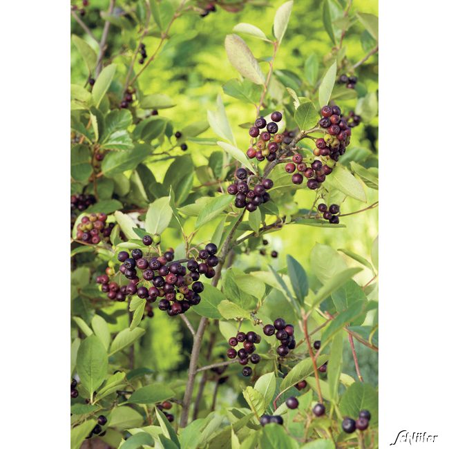 Kategorie <b>Produkt ohne Kategoriezuordnung </b> - Apfelbeere 'Viking' 3 Liter, 60 -100 cm Liefergröße: 60 - 100 cm - Aronia prunifolia 'Viking'