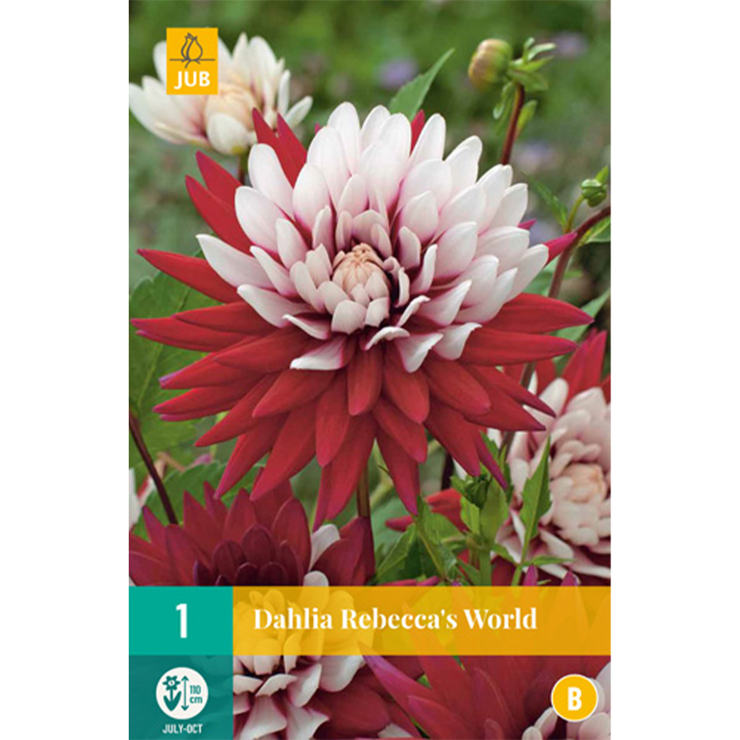 Kategorie <b>Produkt ohne Kategoriezuordnung </b> - Kaktusdahlie 'Rebecca´s World' Lieferform: Blumenzwiebelbeutel mit Bildkarte - Dahlia