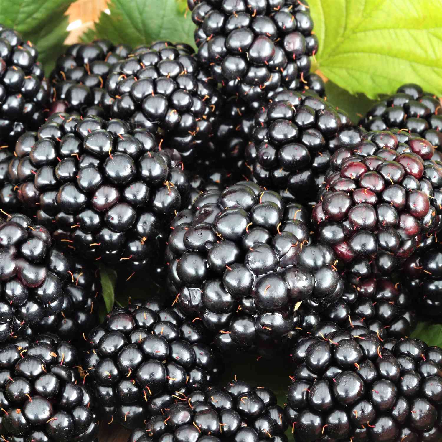 Zwerg-Brombeere 'Little Black Prince'