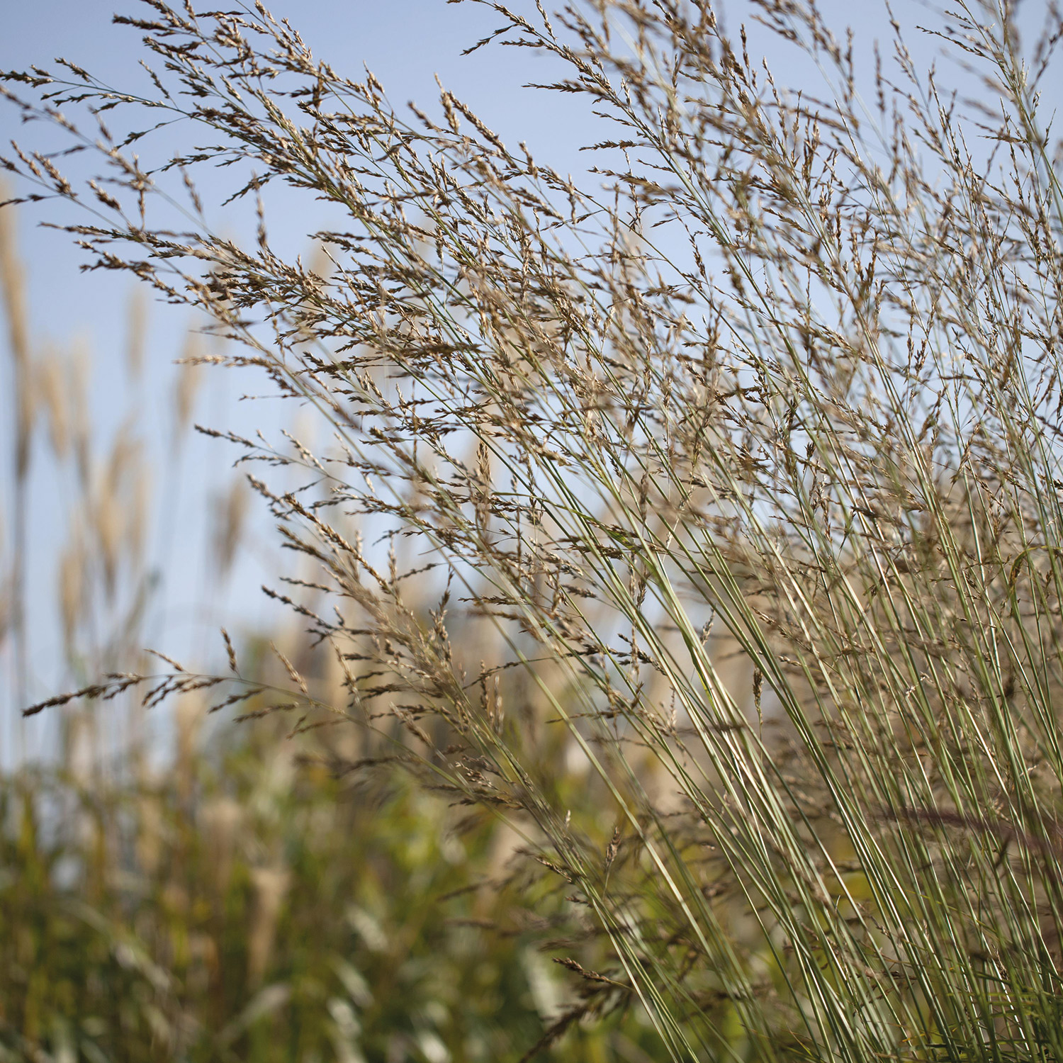 Hohes Pfeifengras 'Windspiel' Lieferform: Im 0,5 Liter Topf