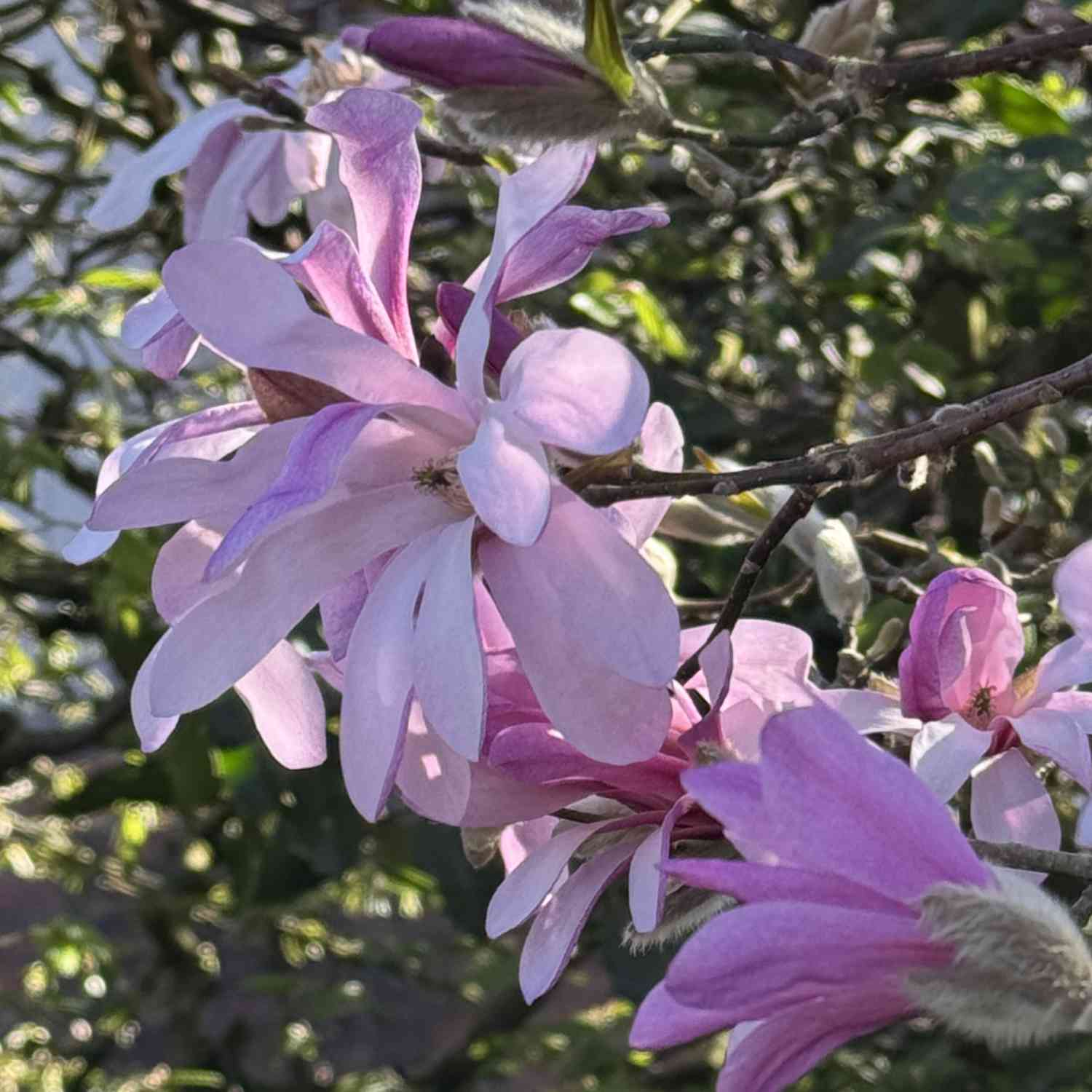 Sternmagnolie 'George Henry Kern'