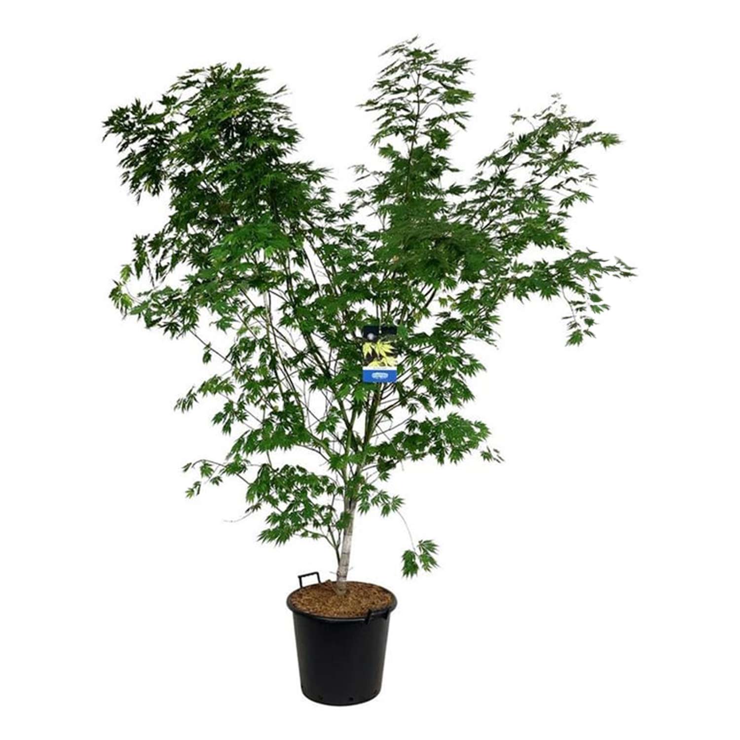 Koreanischer Fächer-Ahorn 'Jack Frost® Arctic Jade®', 3 Liter, 40 - 60 cm Liefergröße: 40 - 60 cm