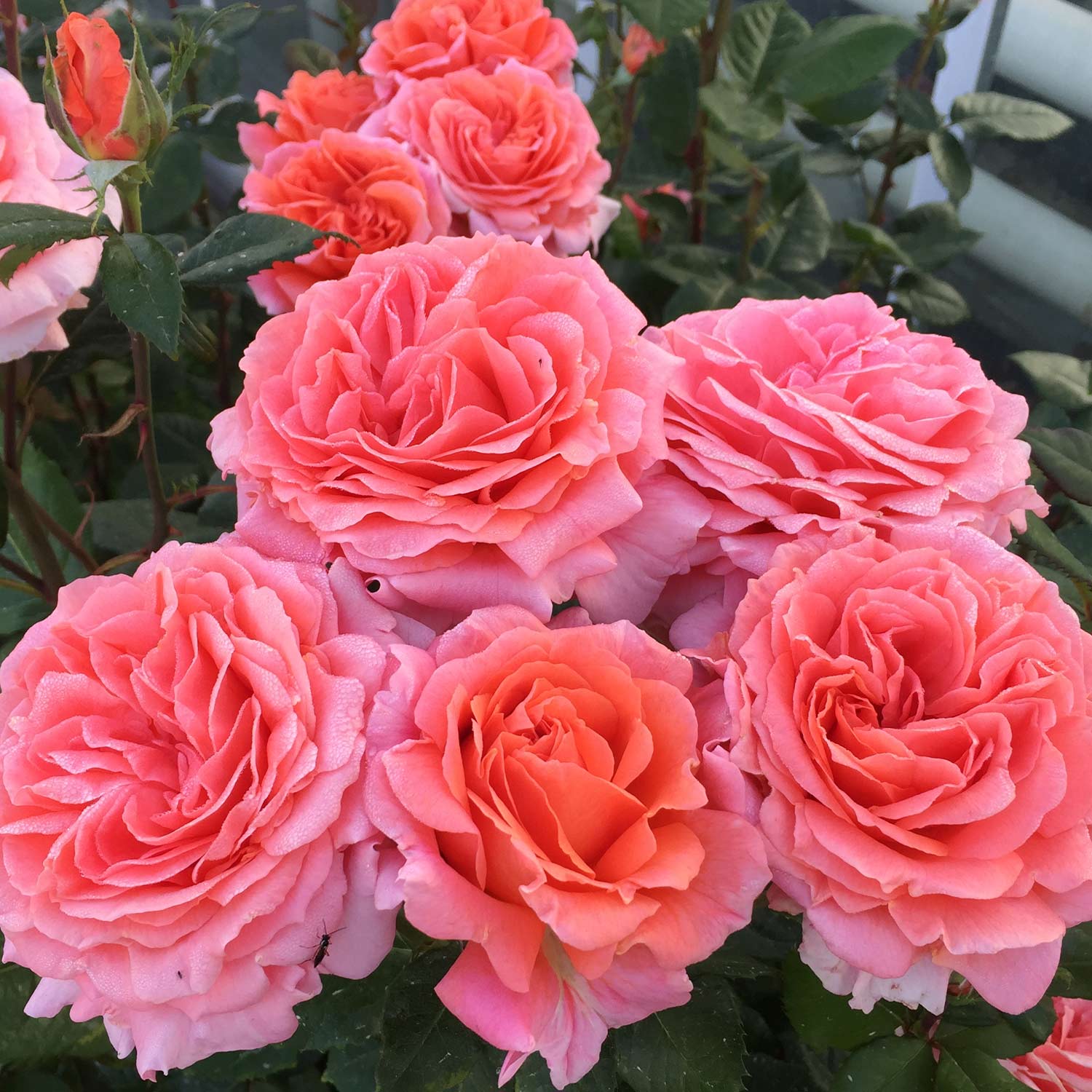 Duftrose NIRParfum® 'Amour de Molene®', 5 Liter, A-Qualität, 3 starke Triebe Liefergröße: drei starke Triebe
