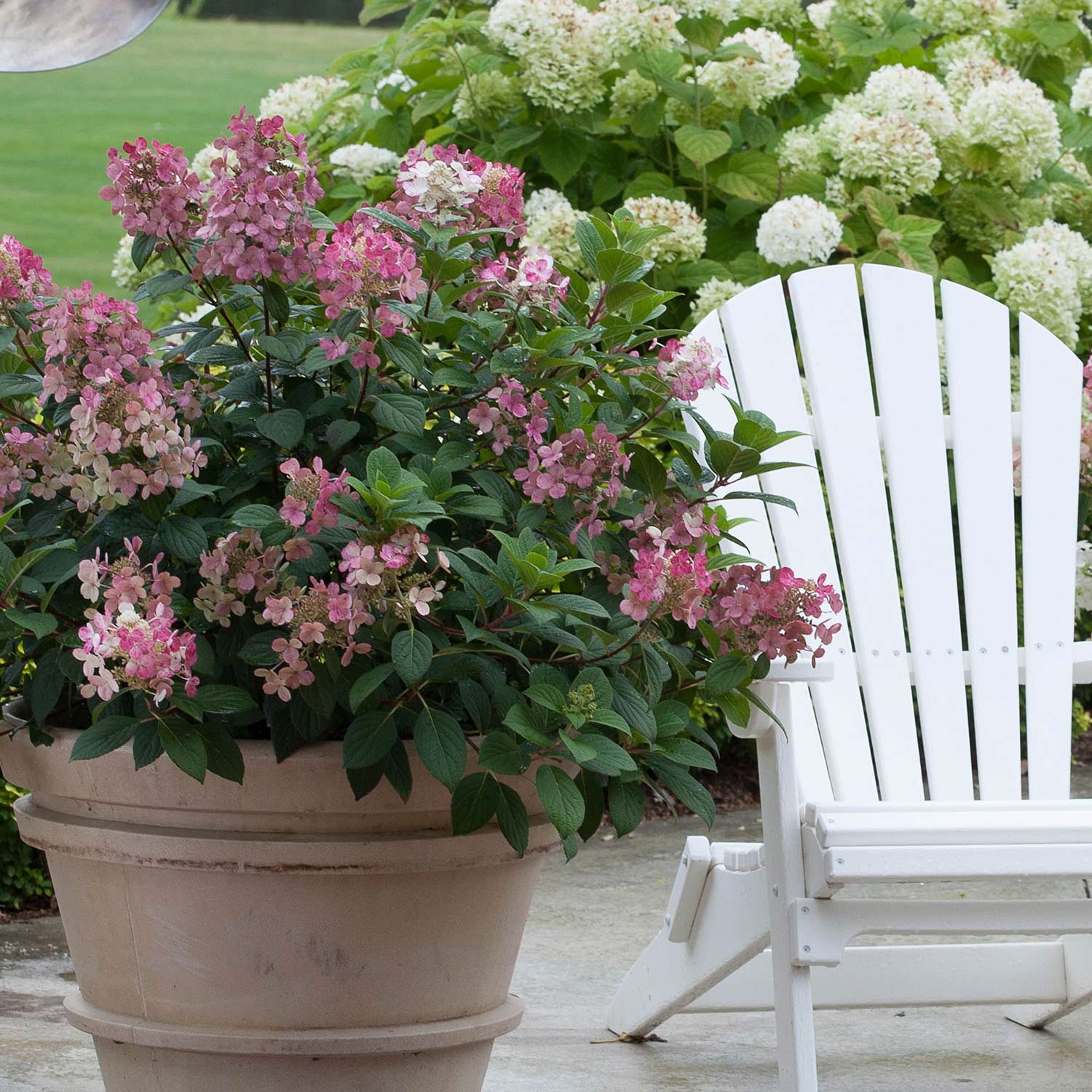 Rispenhortensie 'Little Quick Fire'® C 5 30 - 40 Liefergröße: 30 - 40 cm