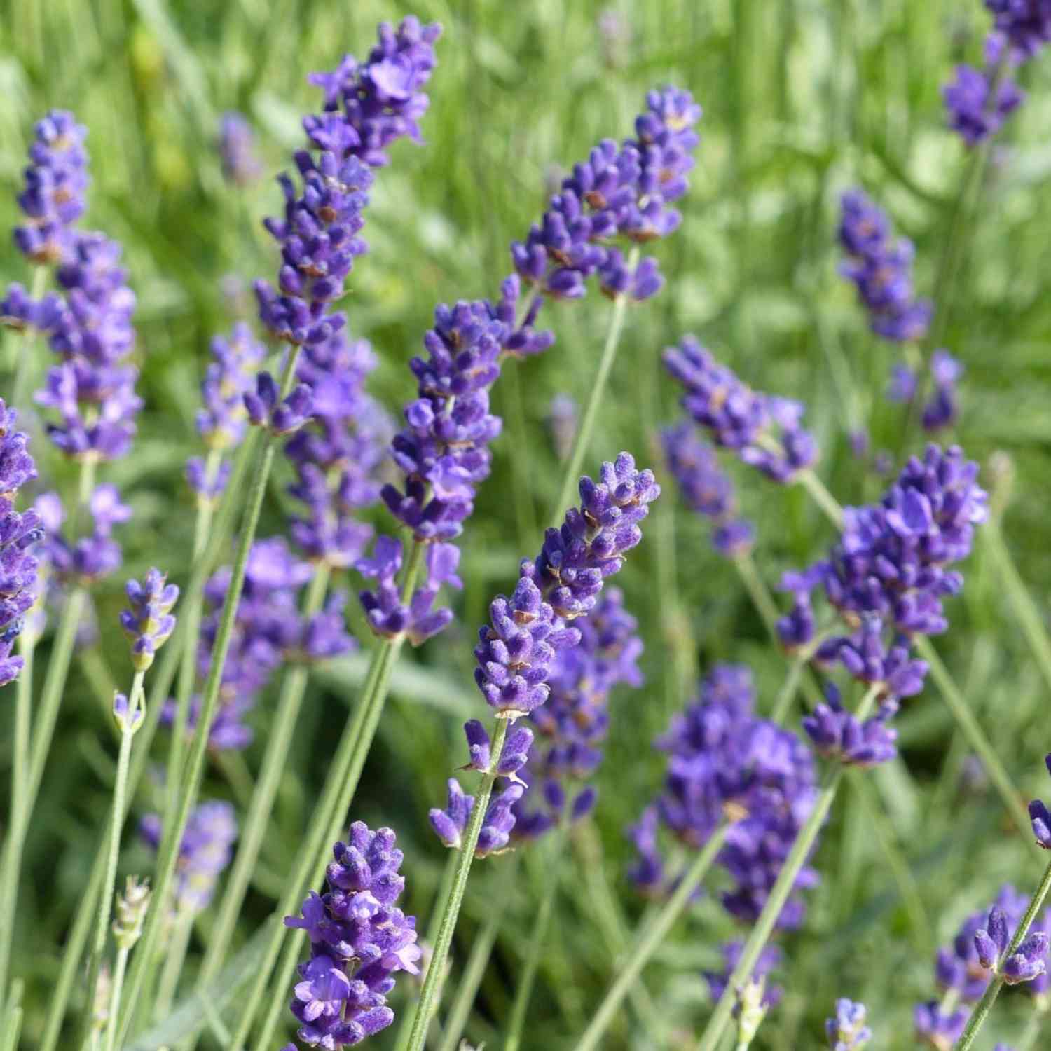 Lavendel 'Hidcote Blue'