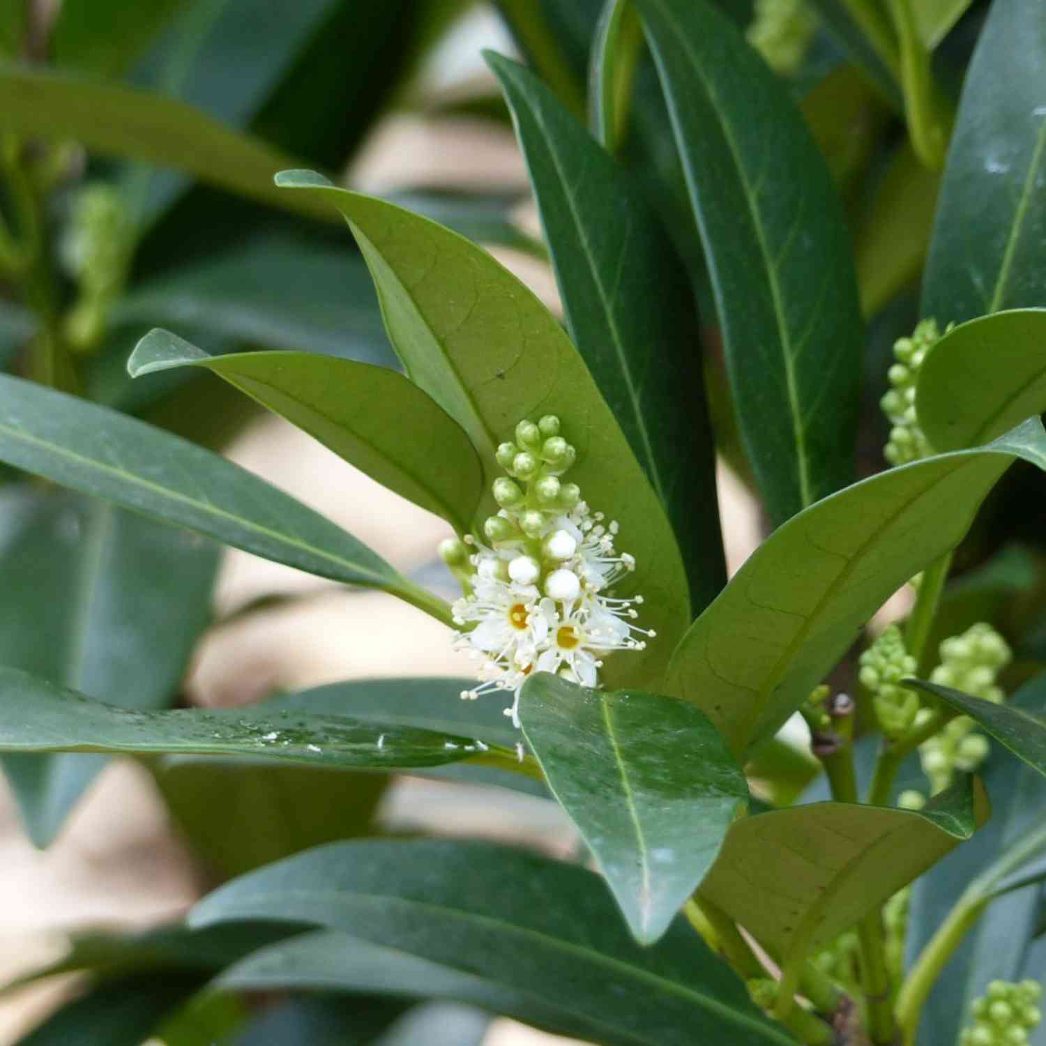 Kirschlorbeer 'Herbergii' Kirschlorbeer 'Herbergii'