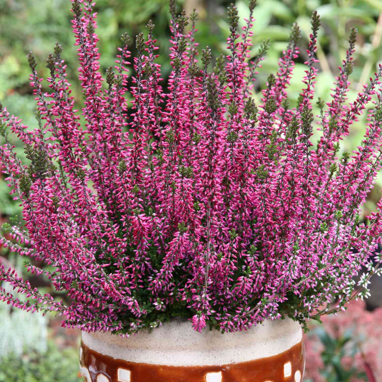 Winterharte Knospenheide 'Amethyst' (Garden Girls®)