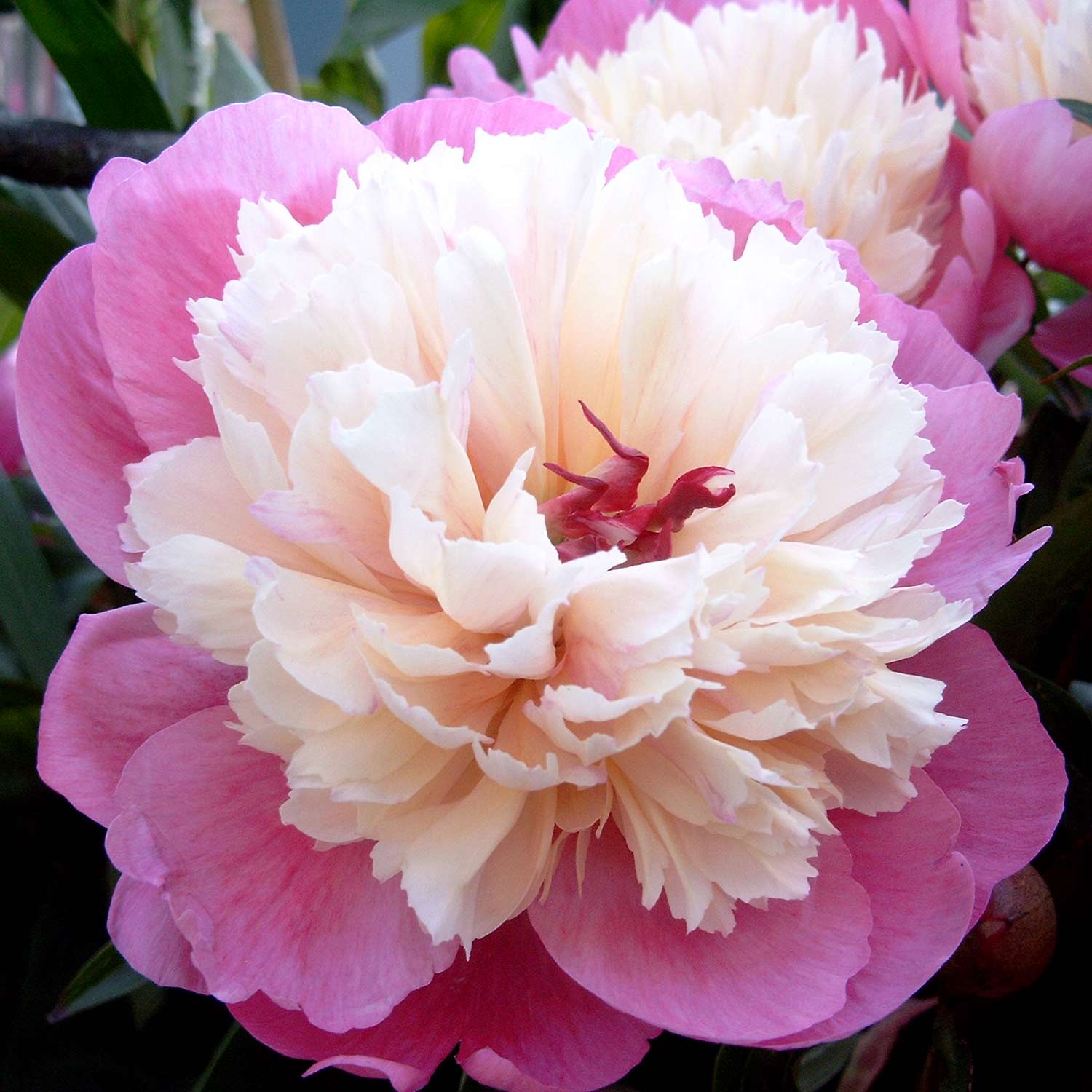 Kategorie <b>Stauden </b> - Pfingstrose 'Bowl of Beauty' 11 cm Topf Lieferform: Im 1 Liter Topf - Paeonia lactiflora 'Bowl of Beauty'