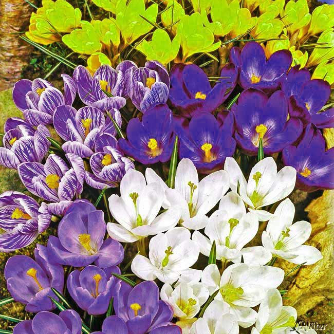 Kategorie <b>Produkt ohne Kategoriezuordnung </b> - Großblumige Krokusse Mischung - 70 Stück Liefergröße: 70 Stück - Crocus Mix