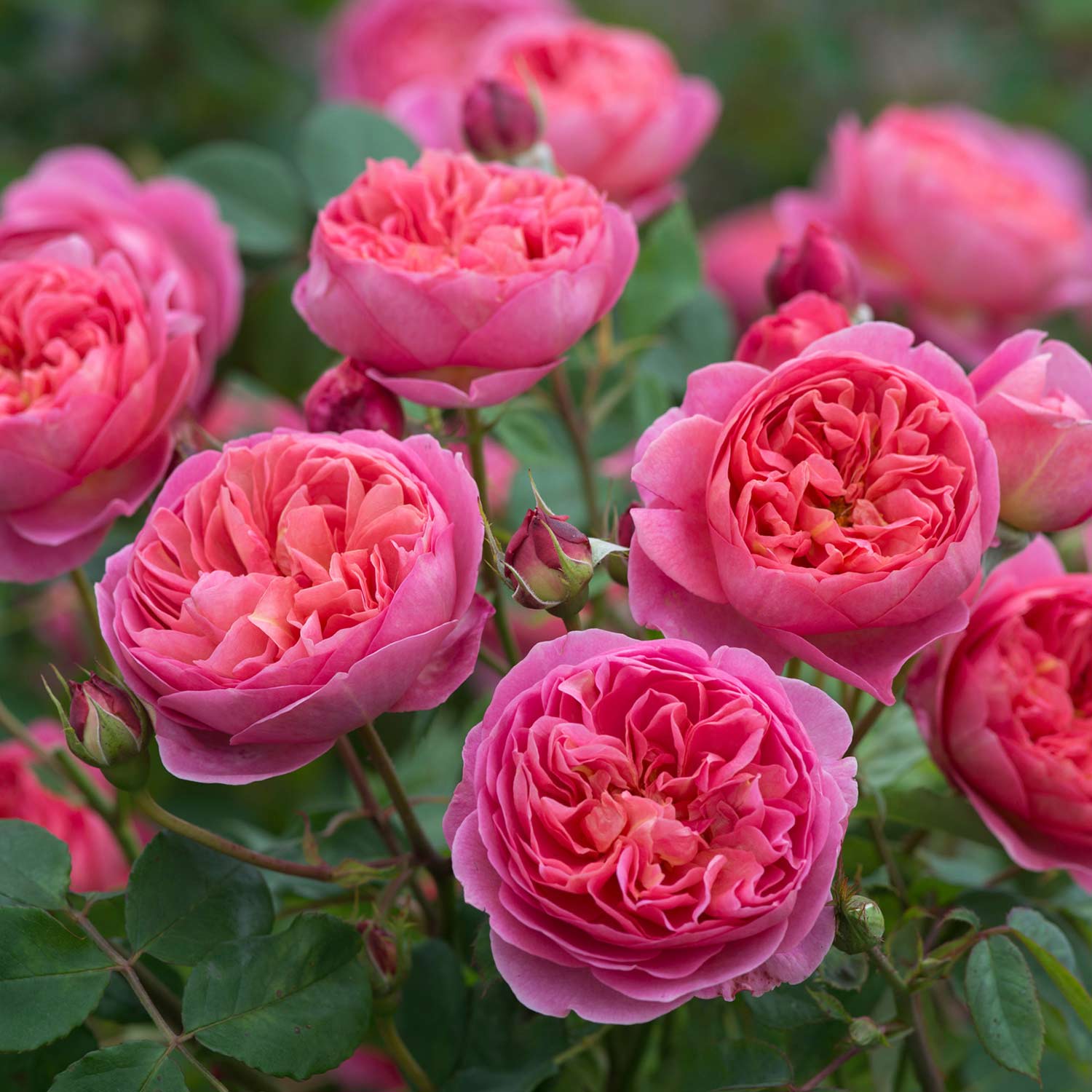 David Austin-Rose 'Boscobel' 6 Liter Container Liefergröße: min. 3 starke Triebe