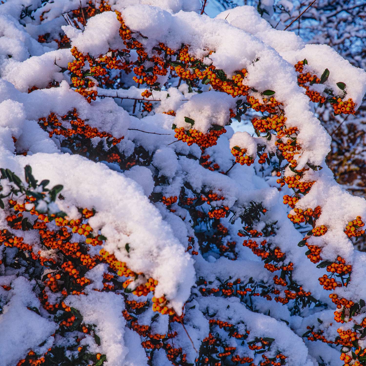 Feuerdorn 'Orange Glow' C2 60 - 80 cm Liefergröße: 60 - 80 cm