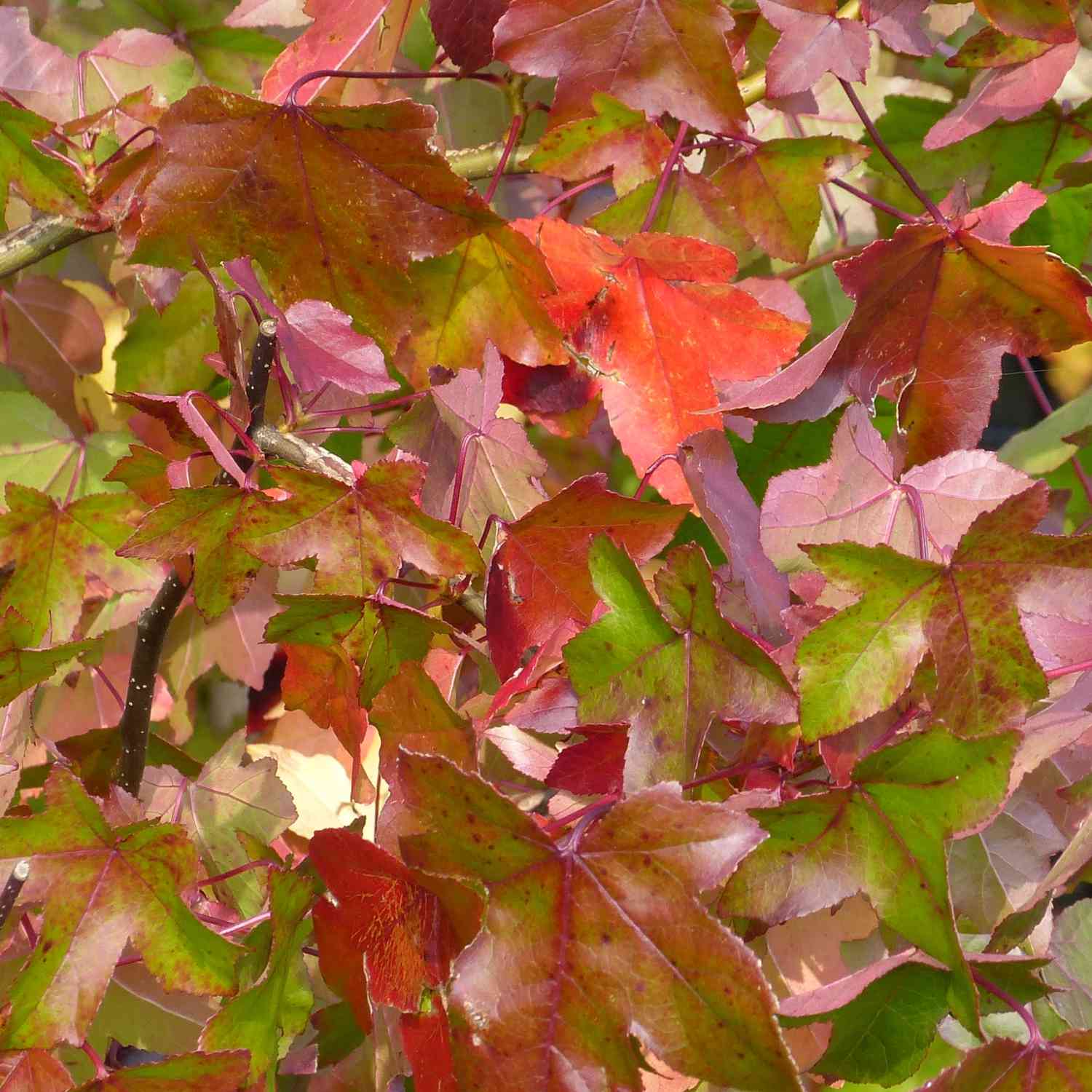 Amberbaum