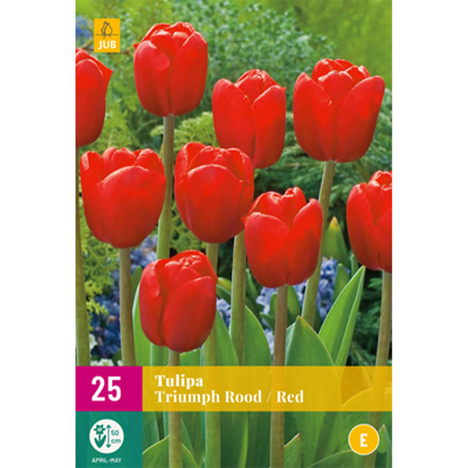Triumph-Tulpen 'Rot' 15 Stk Liefergröße: Zwiebelgröße 11/12