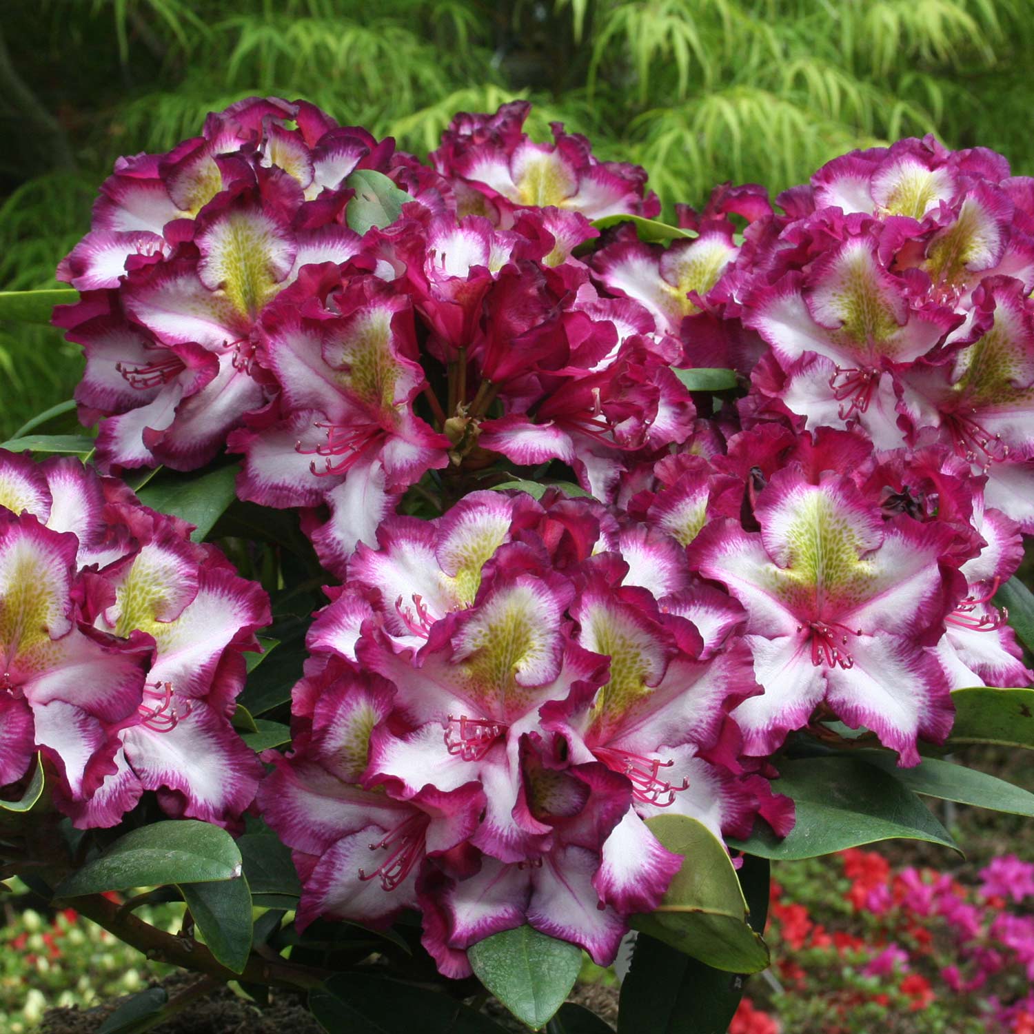 Rhododendron HAPPYdendron® Pushy Purple INKARHO® Liefergröße: 30 - 40 cm
