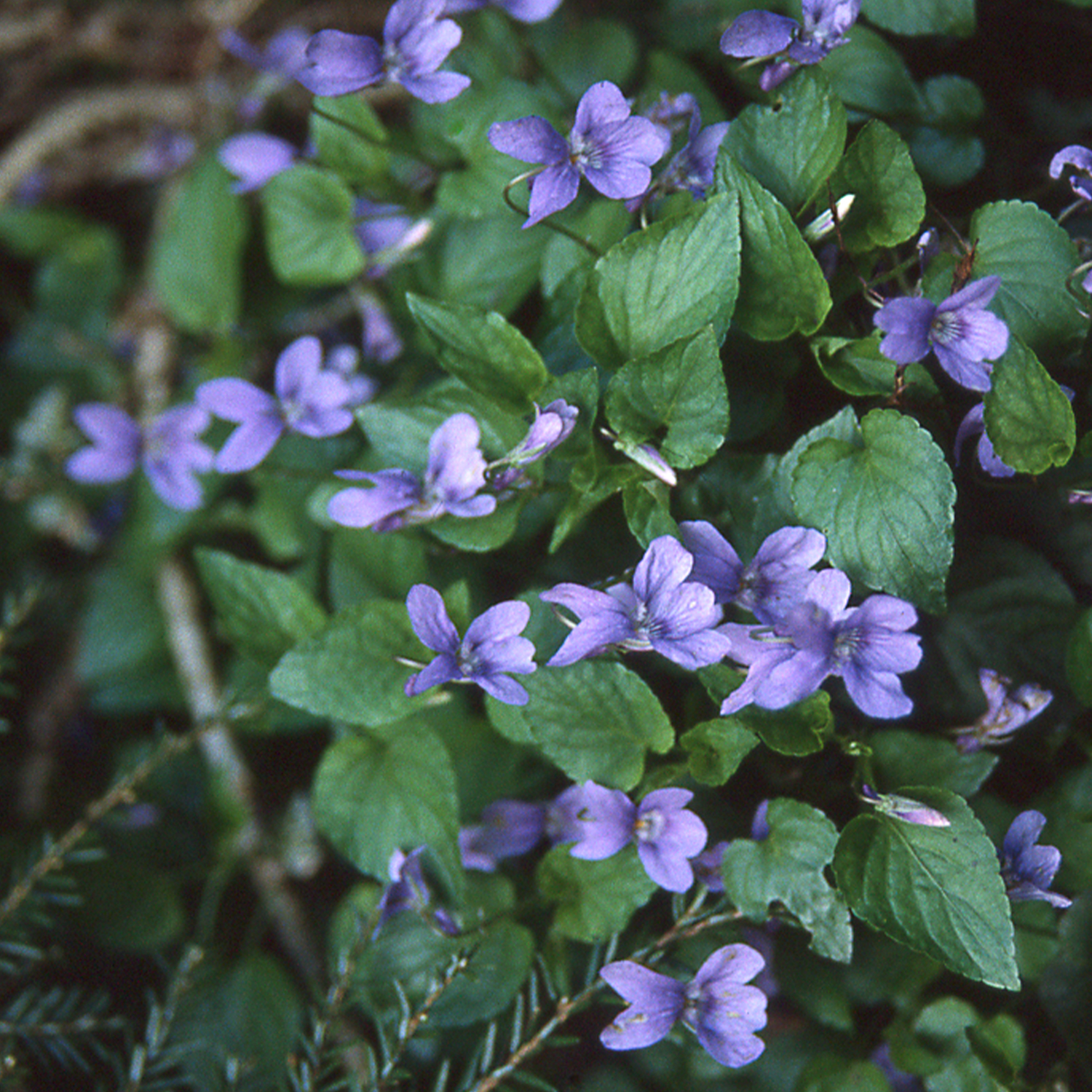 Violettblaues Duftveilchen 'Königin Charlotte' Lieferform: Im 9 cm Topf
