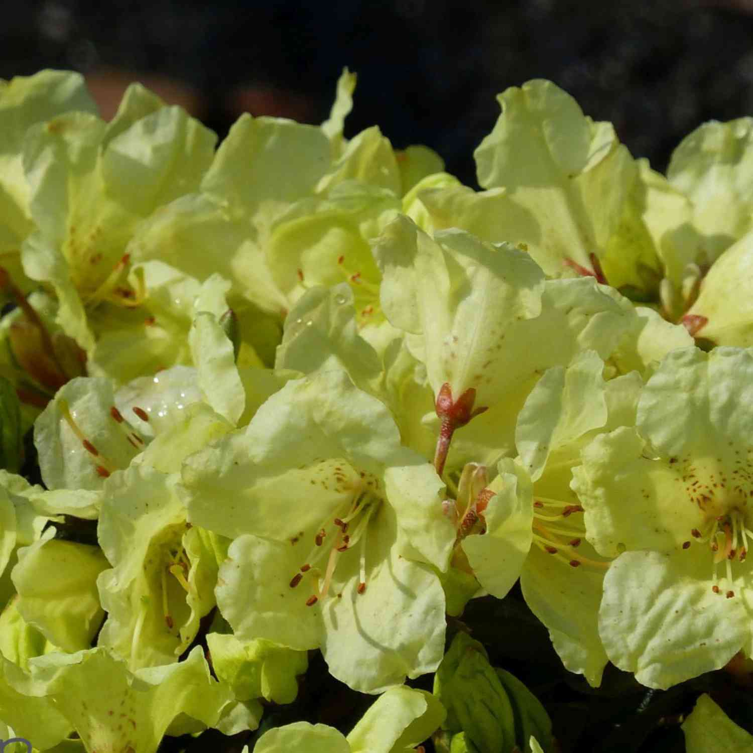 Zwerg-Rhododendron 'Wren'