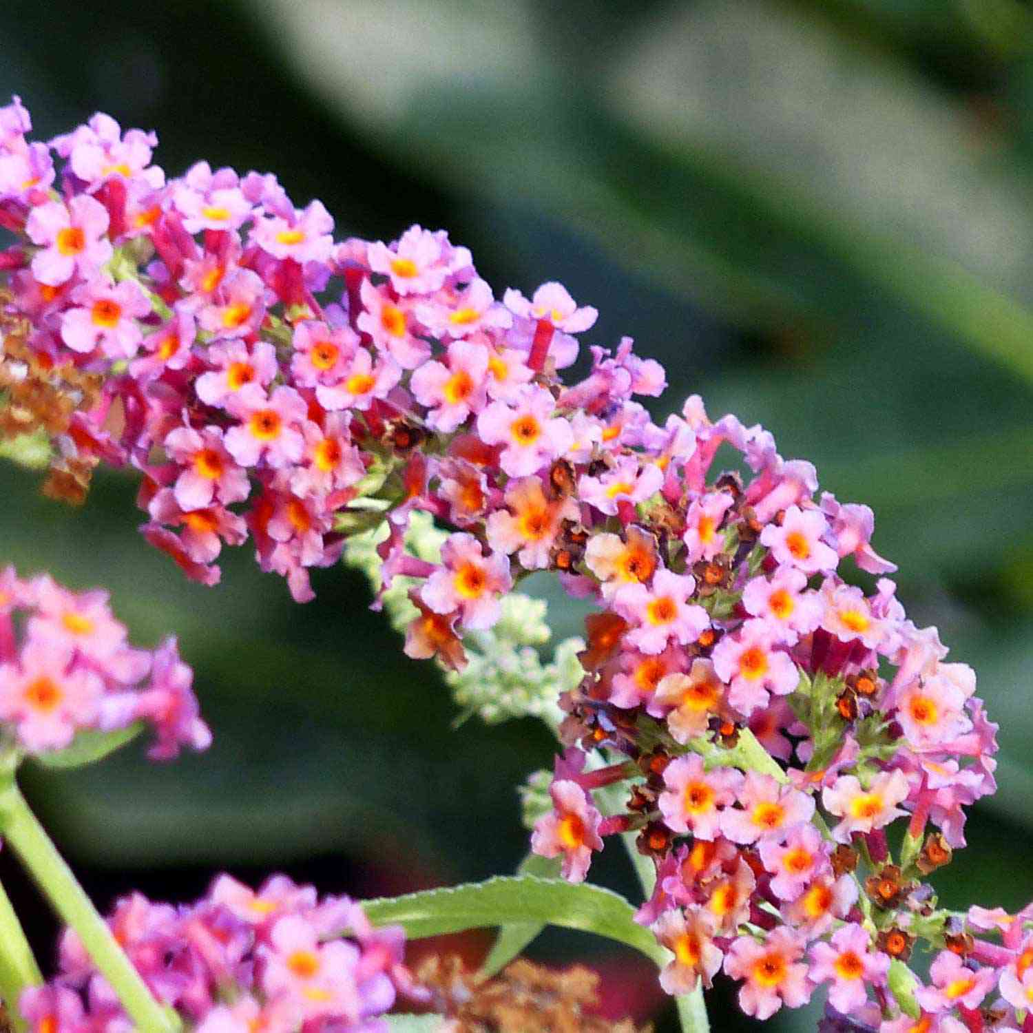 Schmetterlingsflieder 'Flower Power'