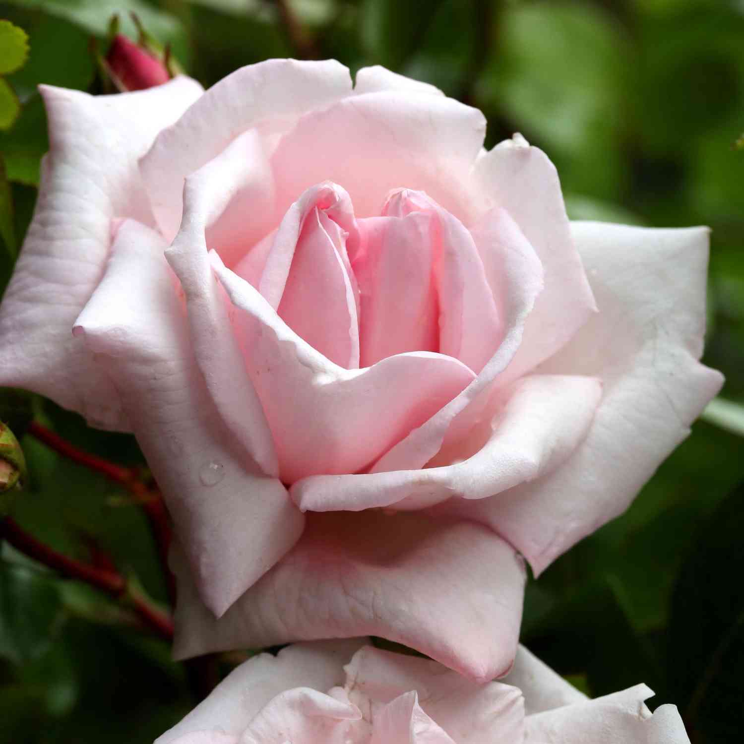 Kletterrose 'New Dawn®' Kletterrose 'New Dawn®'