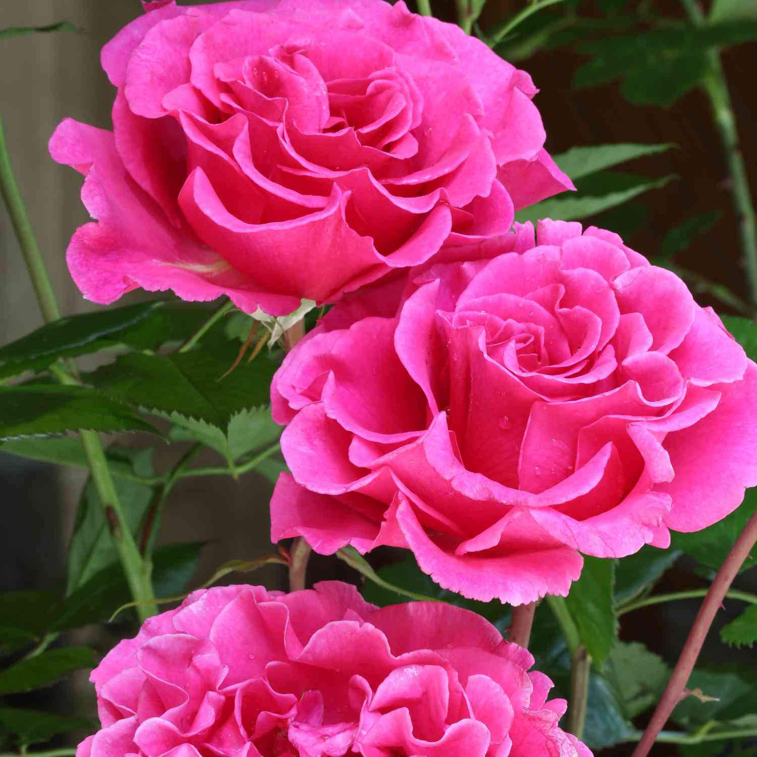 David Austin-Rose 'Princess Alexandra of Kent®'
