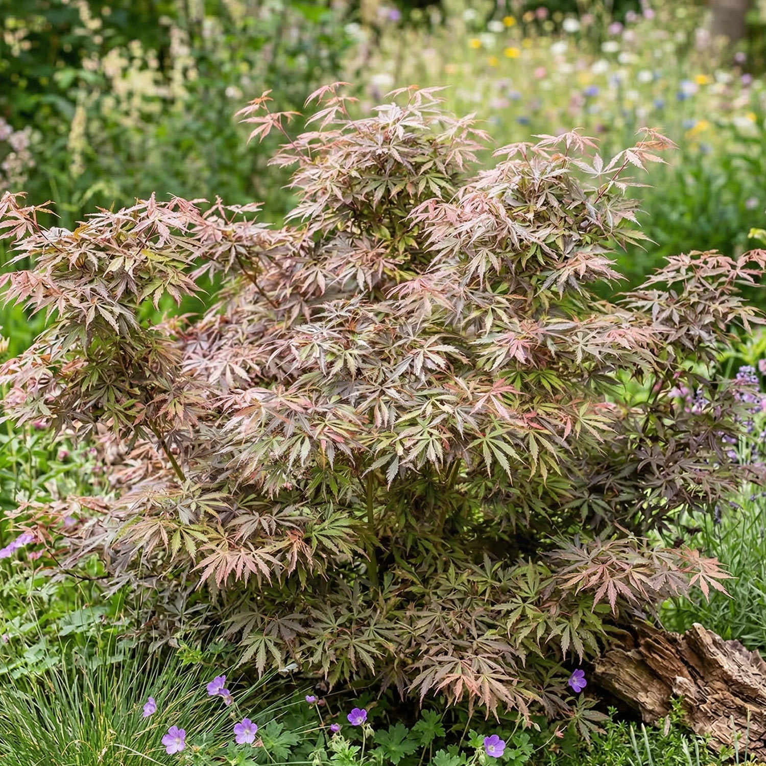 Kategorie <b>Produkt ohne Kategoriezuordnung </b> - Fächerahorn 'Jerre Schwartz' Liefergröße: 125 - 150 cm - Acer palmatum 'Jerre Schwartz'