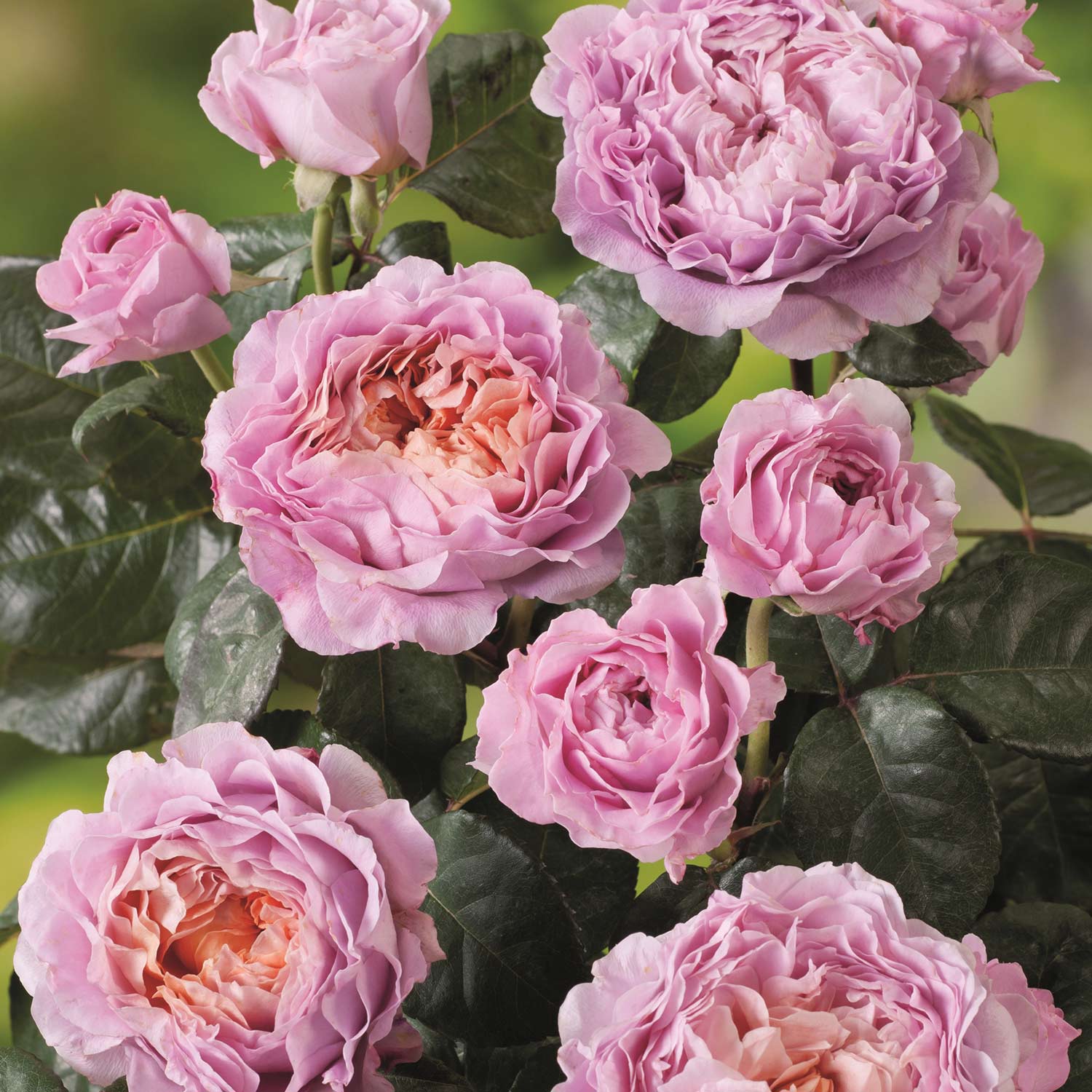 Nostalgische Edelrose 'Eisvogel®' Wz Liefergröße: mindestens 3 starke Triebe