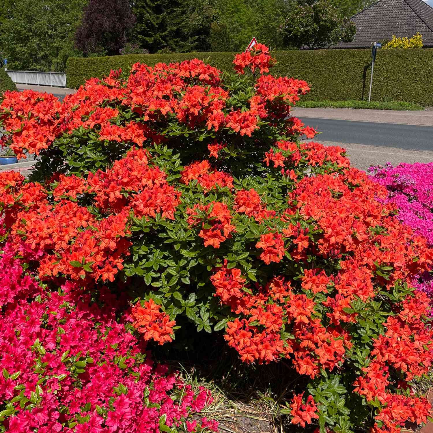 Duftazalee 'Gibraltar'